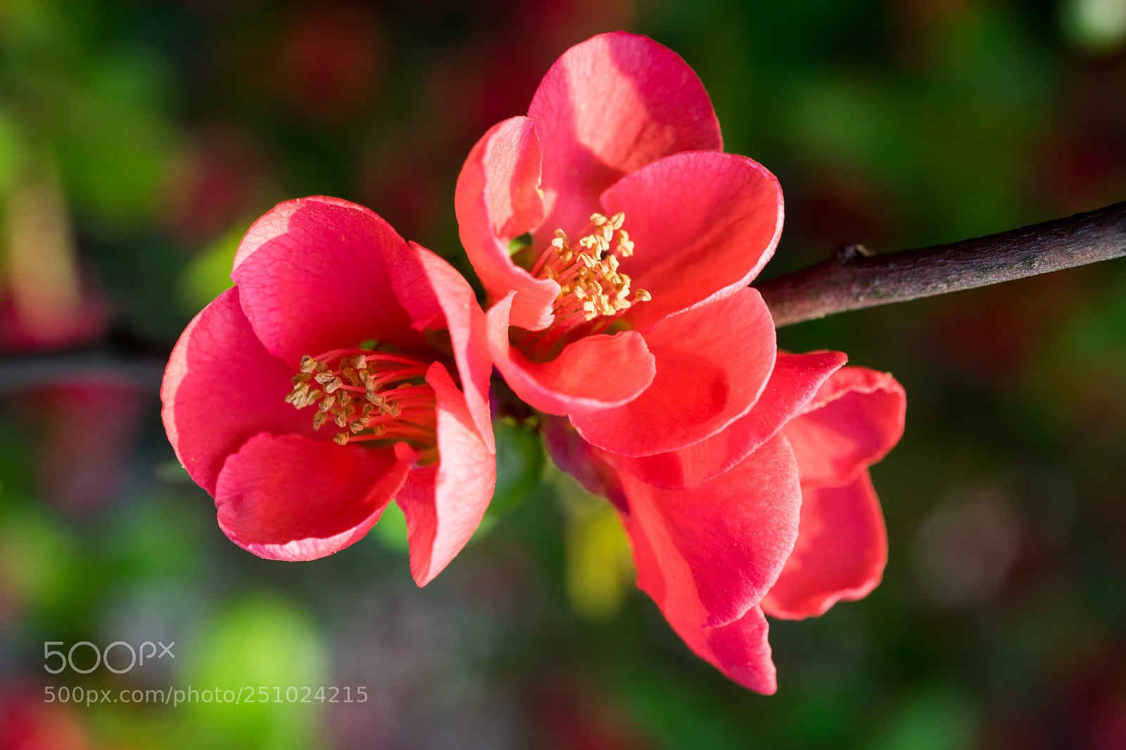 Sony a7 sample photo. Japanese quince #7 photography