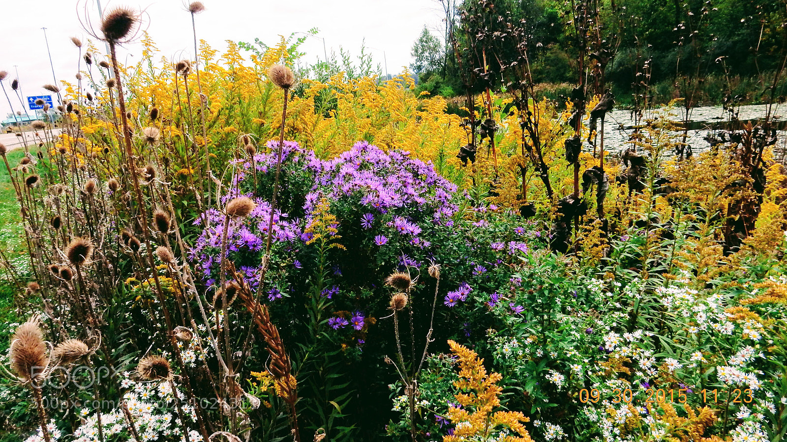 Nikon Coolpix S9900 sample photo. Wild flowers photography