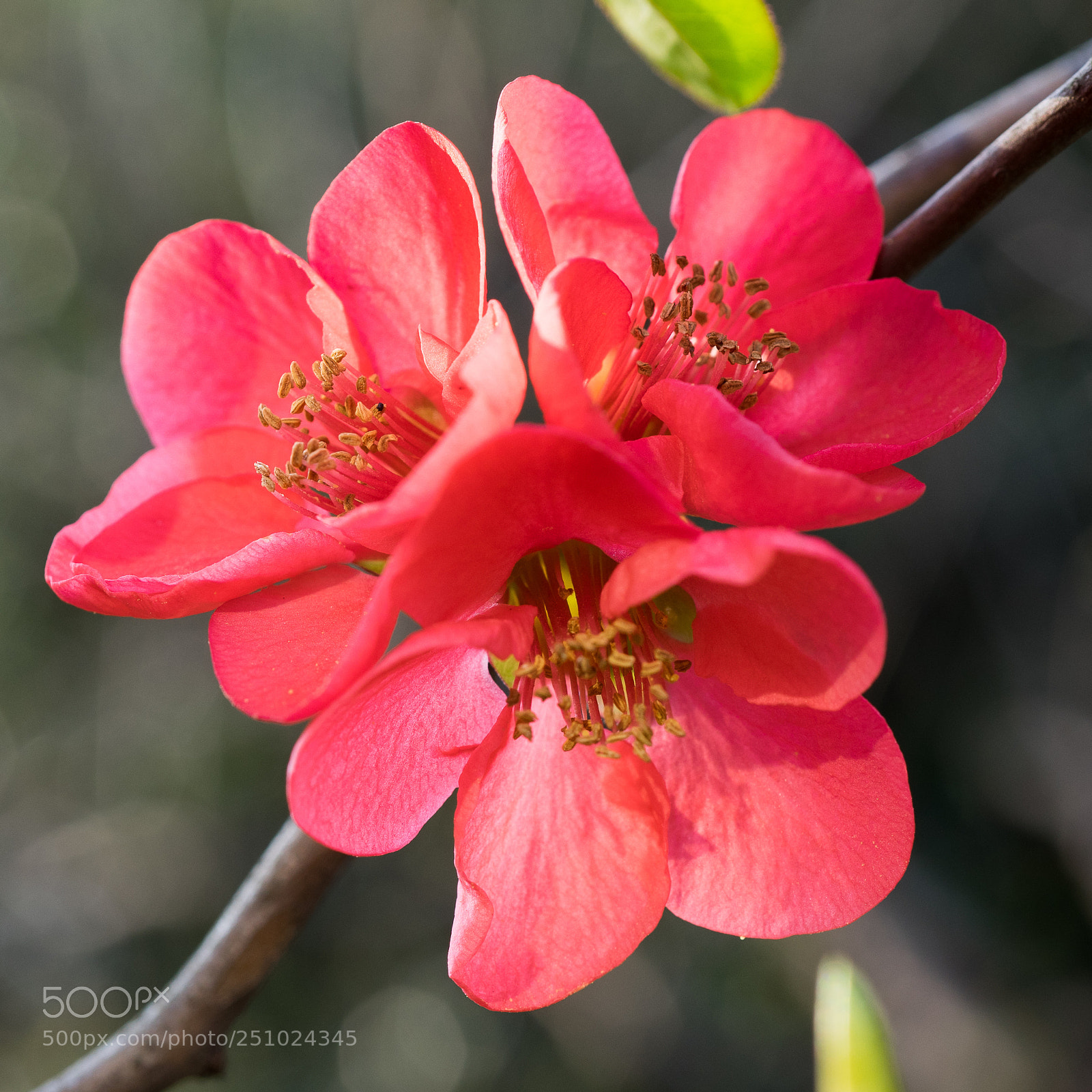 Sony a7 sample photo. Japanese quince #8 photography