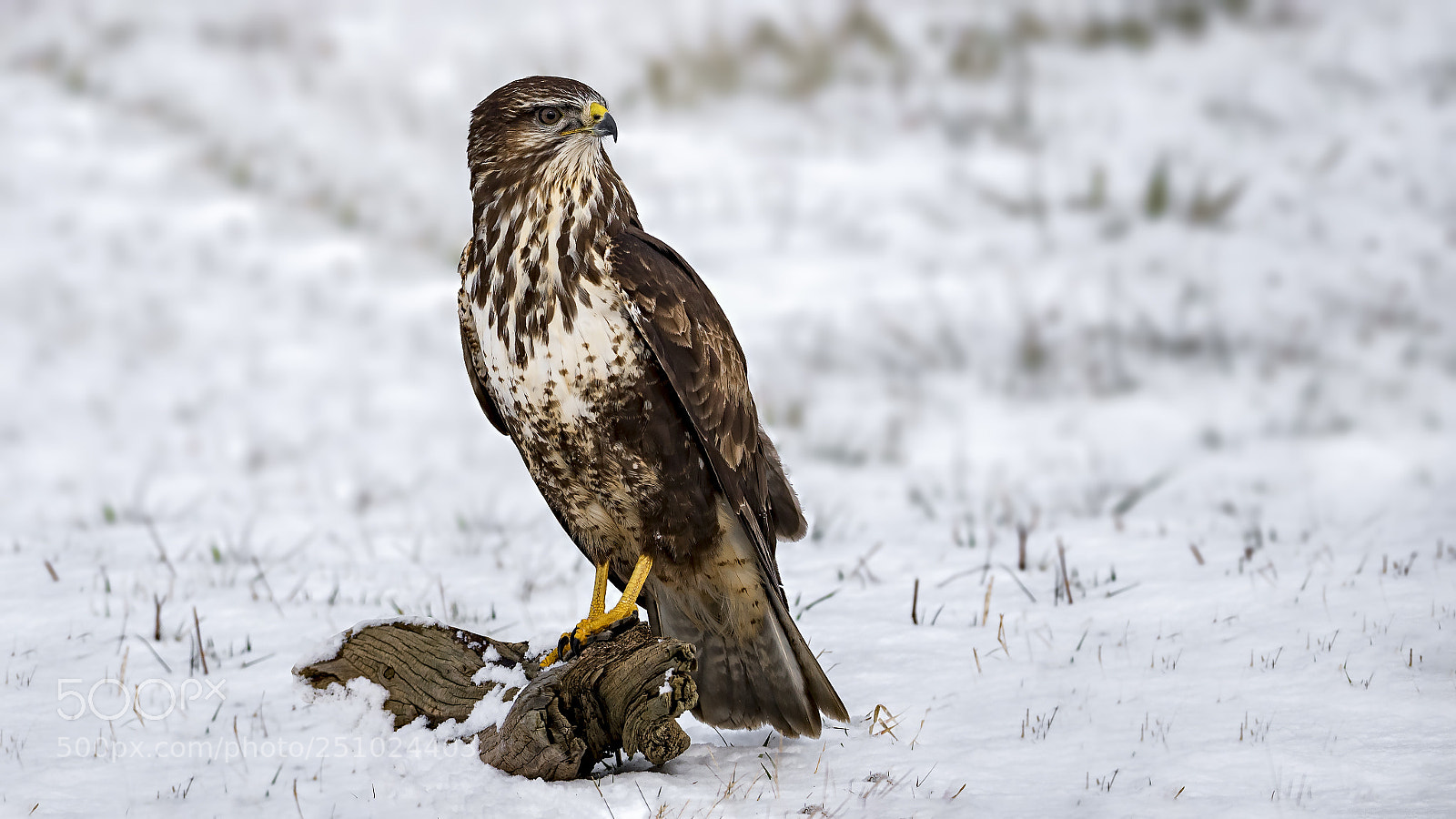 Panasonic Lumix DC-G9 sample photo. Common buzzard photography
