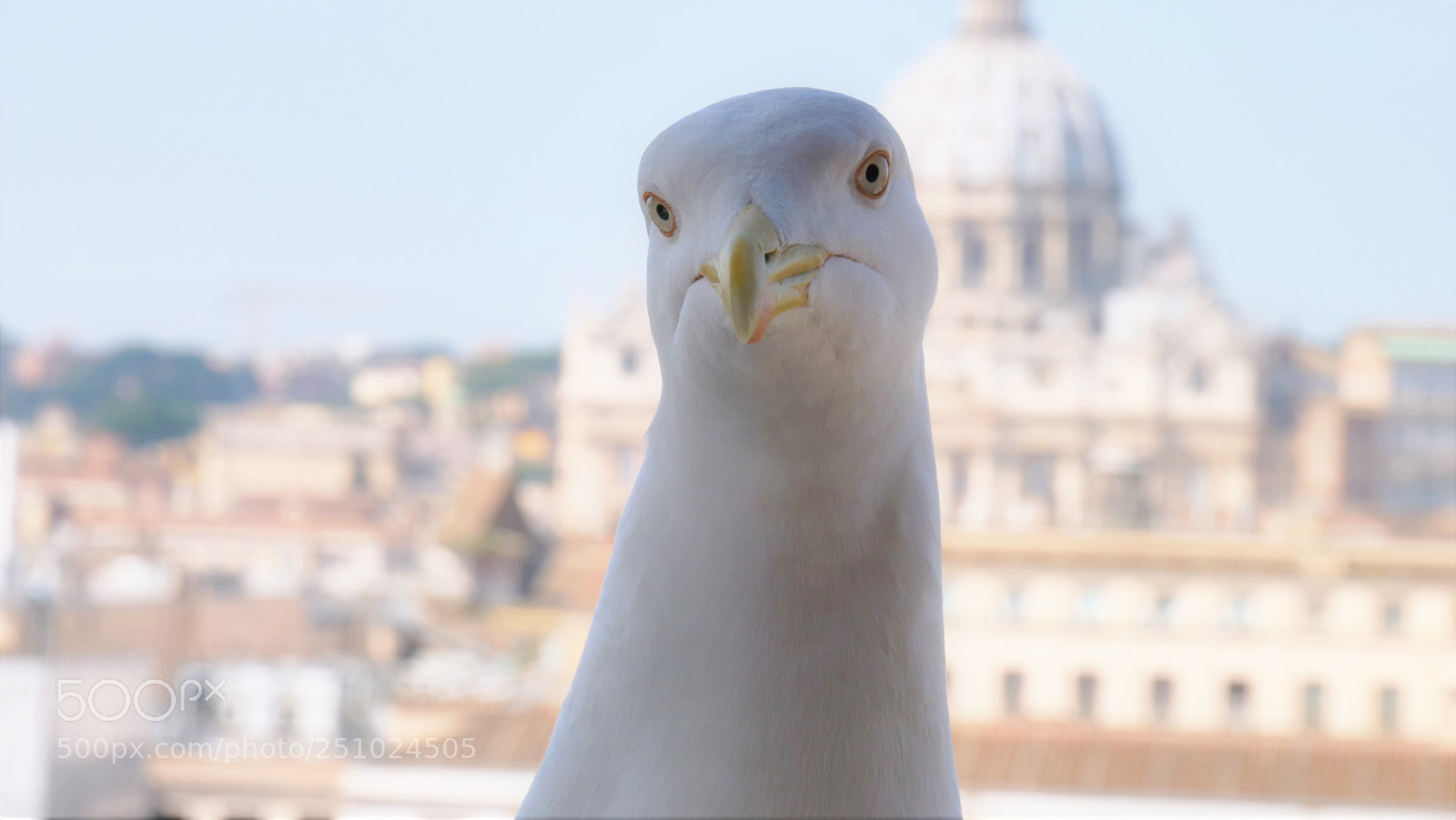 Panasonic Lumix DC-GH5 sample photo. Möwe photography