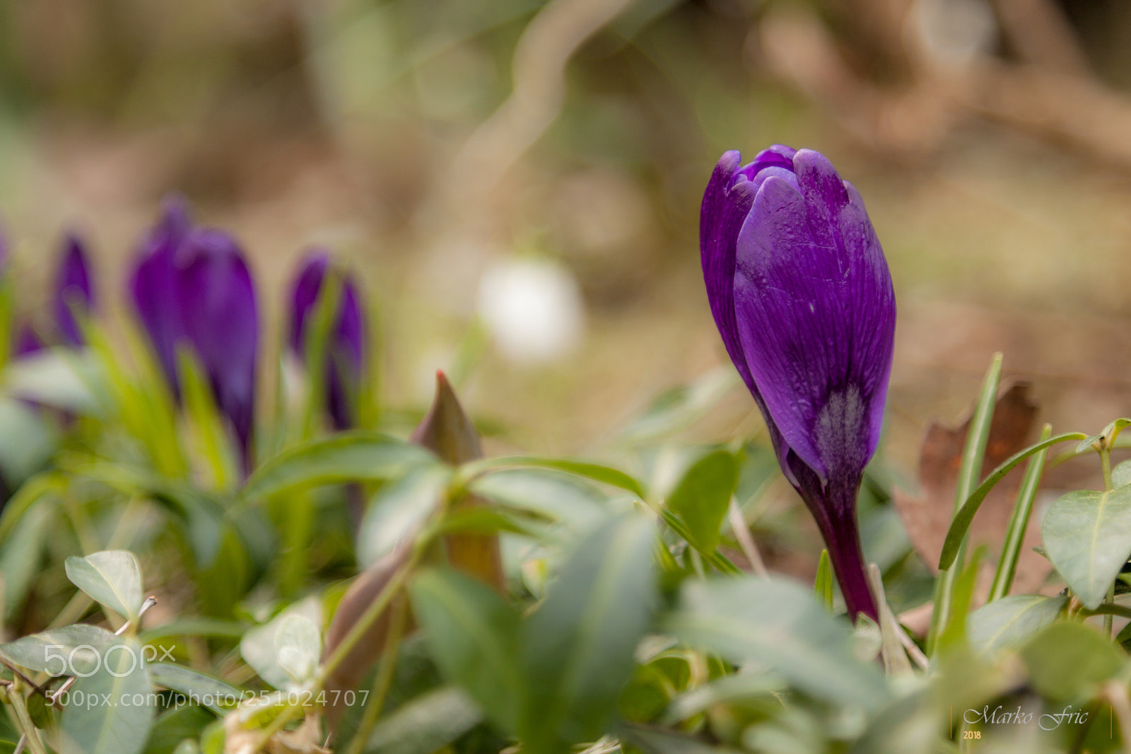 Canon EOS 50D sample photo. Spring photography