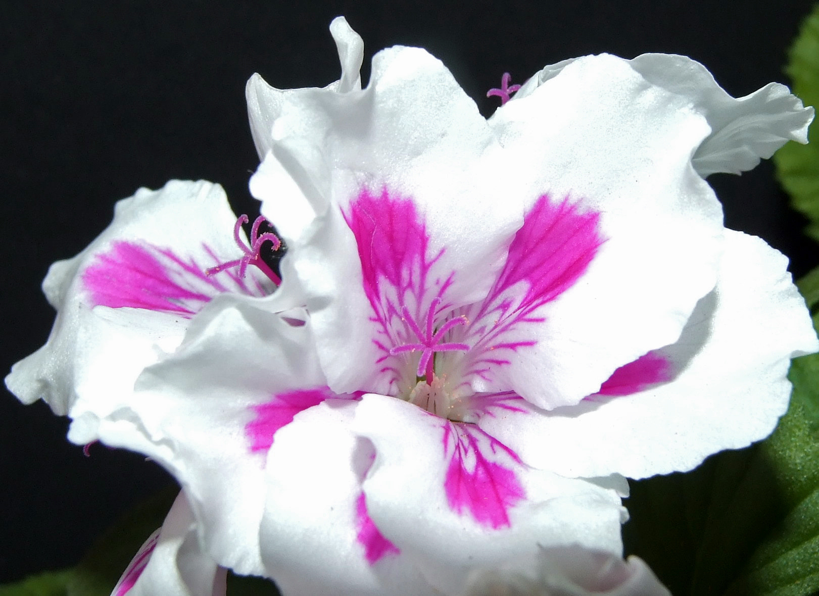Fujifilm FinePix S6500fd sample photo. Geranio photography