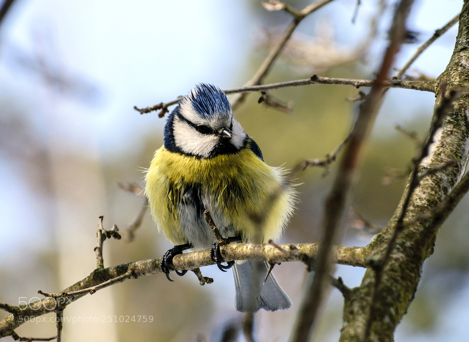 Nikon D5300 sample photo. Blue tit photography