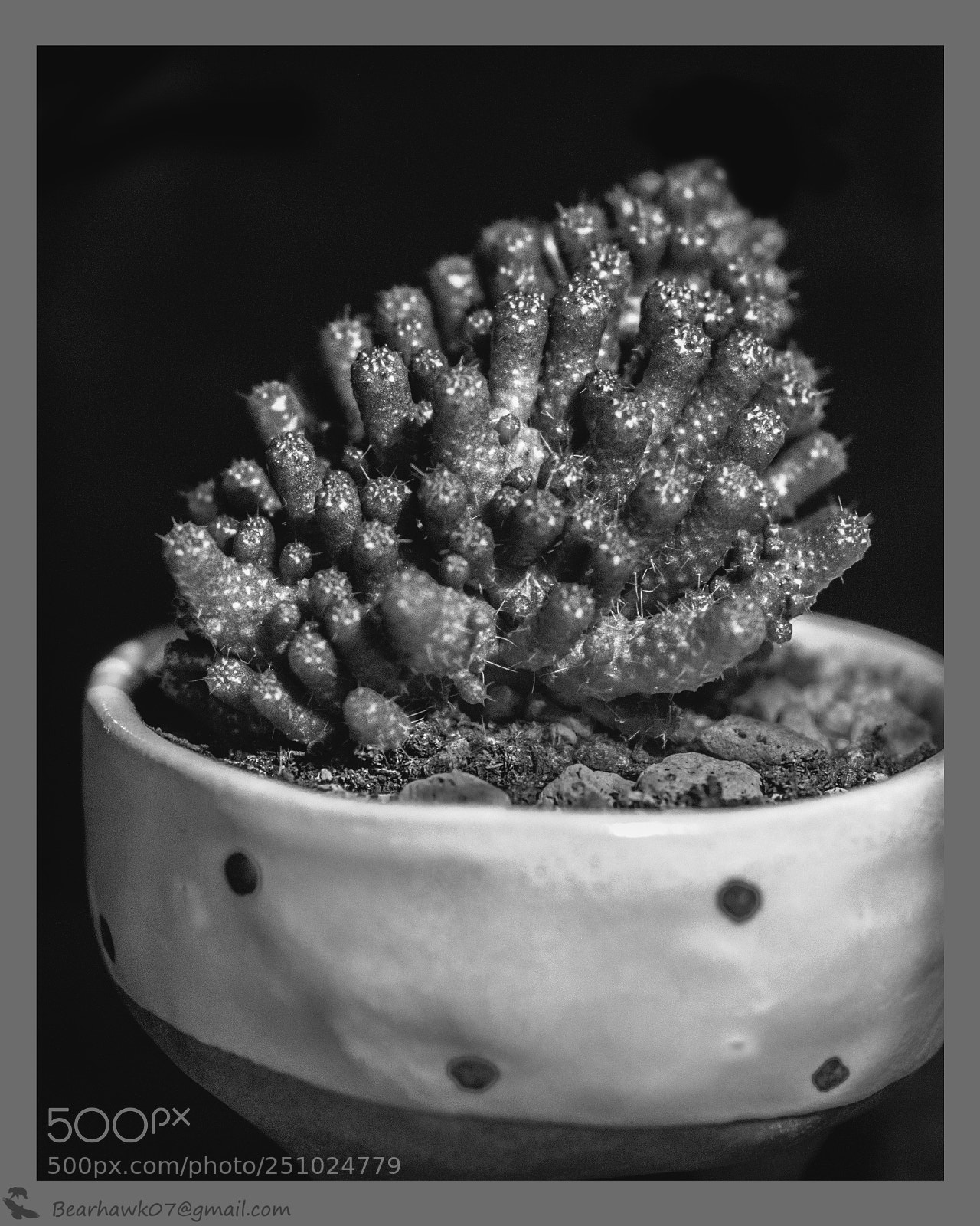 Nikon D7200 sample photo. Succulent!  black and white photography