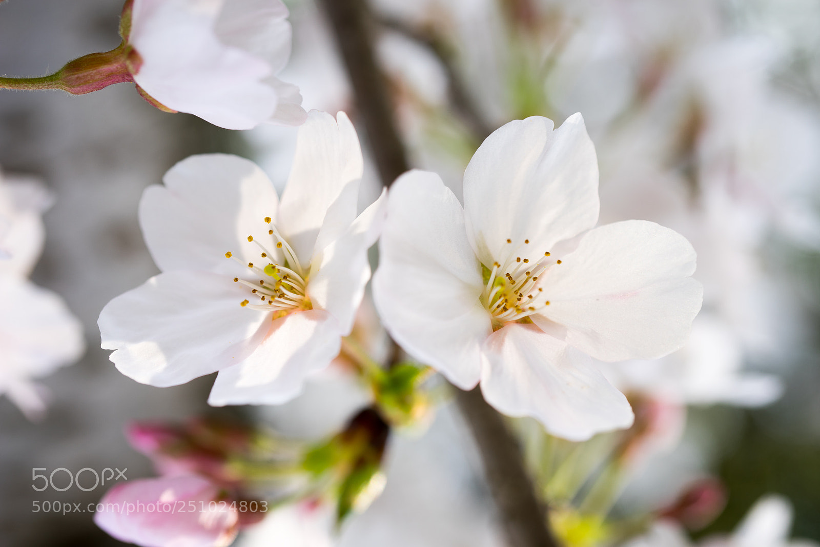 Sony a7 sample photo. Sakura #4 photography
