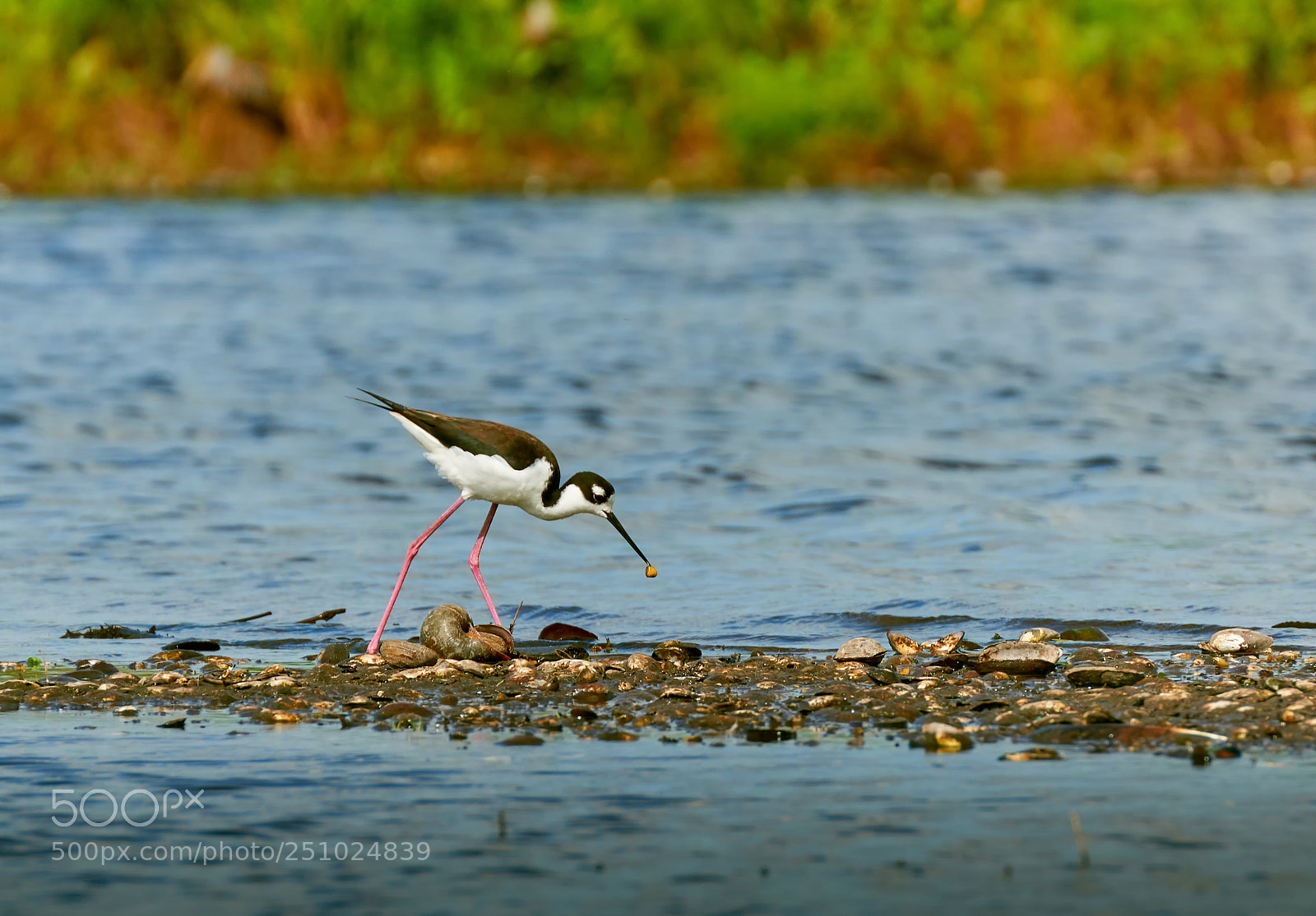 Nikon D800E sample photo. Raw bar photography
