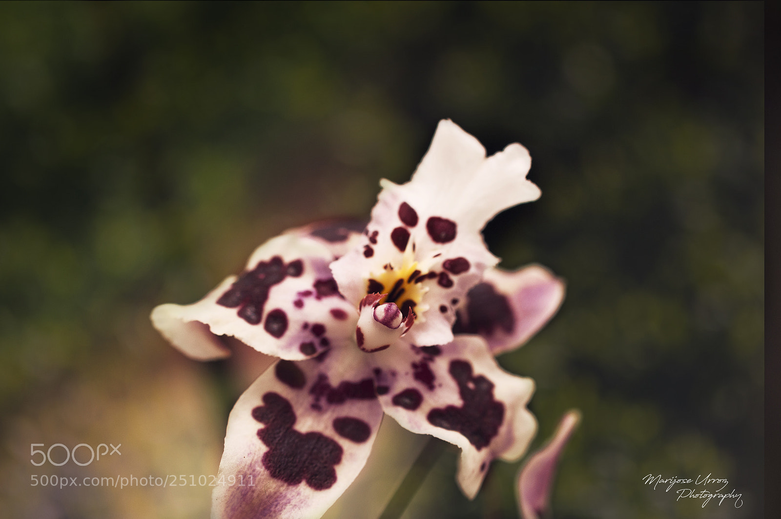 Nikon D300 sample photo. Orquidea cambria photography