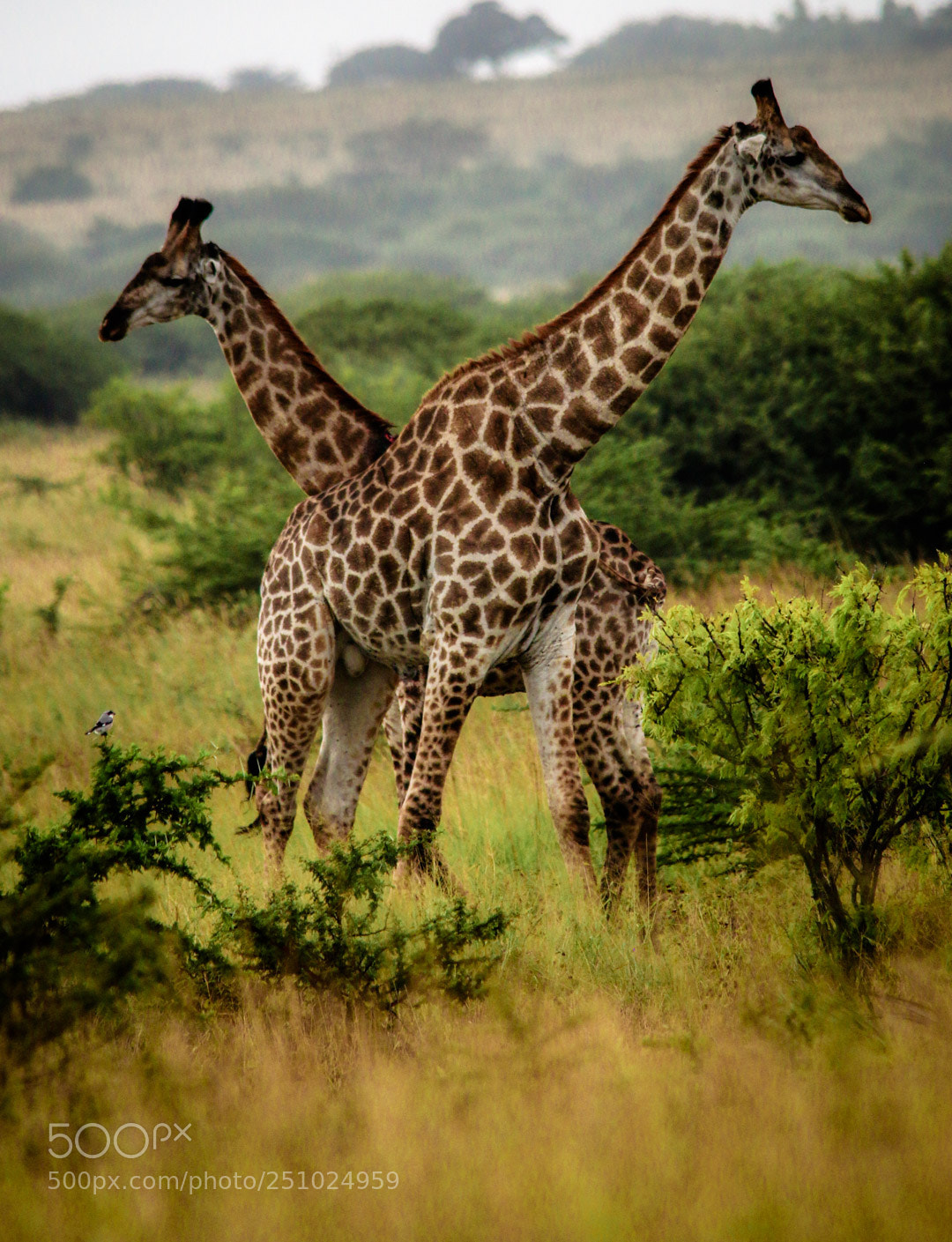 Canon EOS 70D sample photo. Criss cross giraffe photography