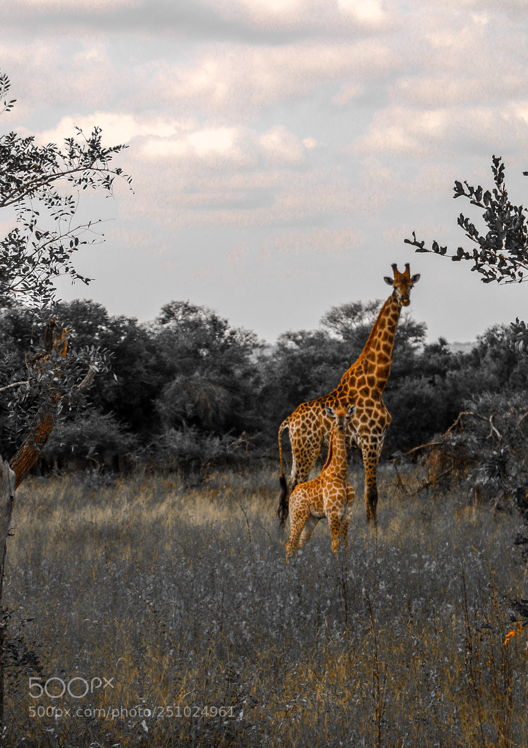 Canon EOS 70D sample photo. Giraffe and babby stylized photography