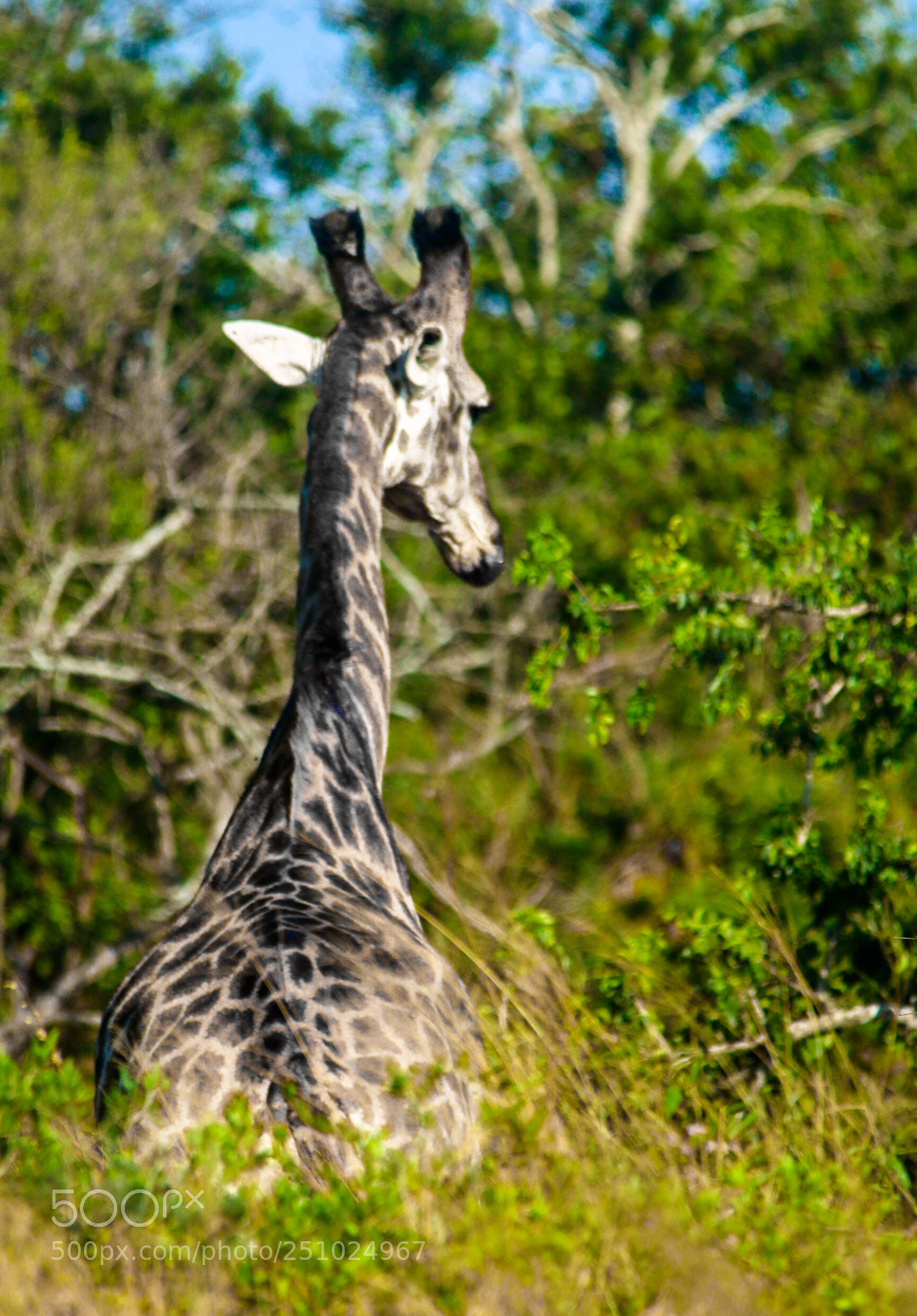 Canon EOS 70D sample photo. Giraffe leaving black white photography