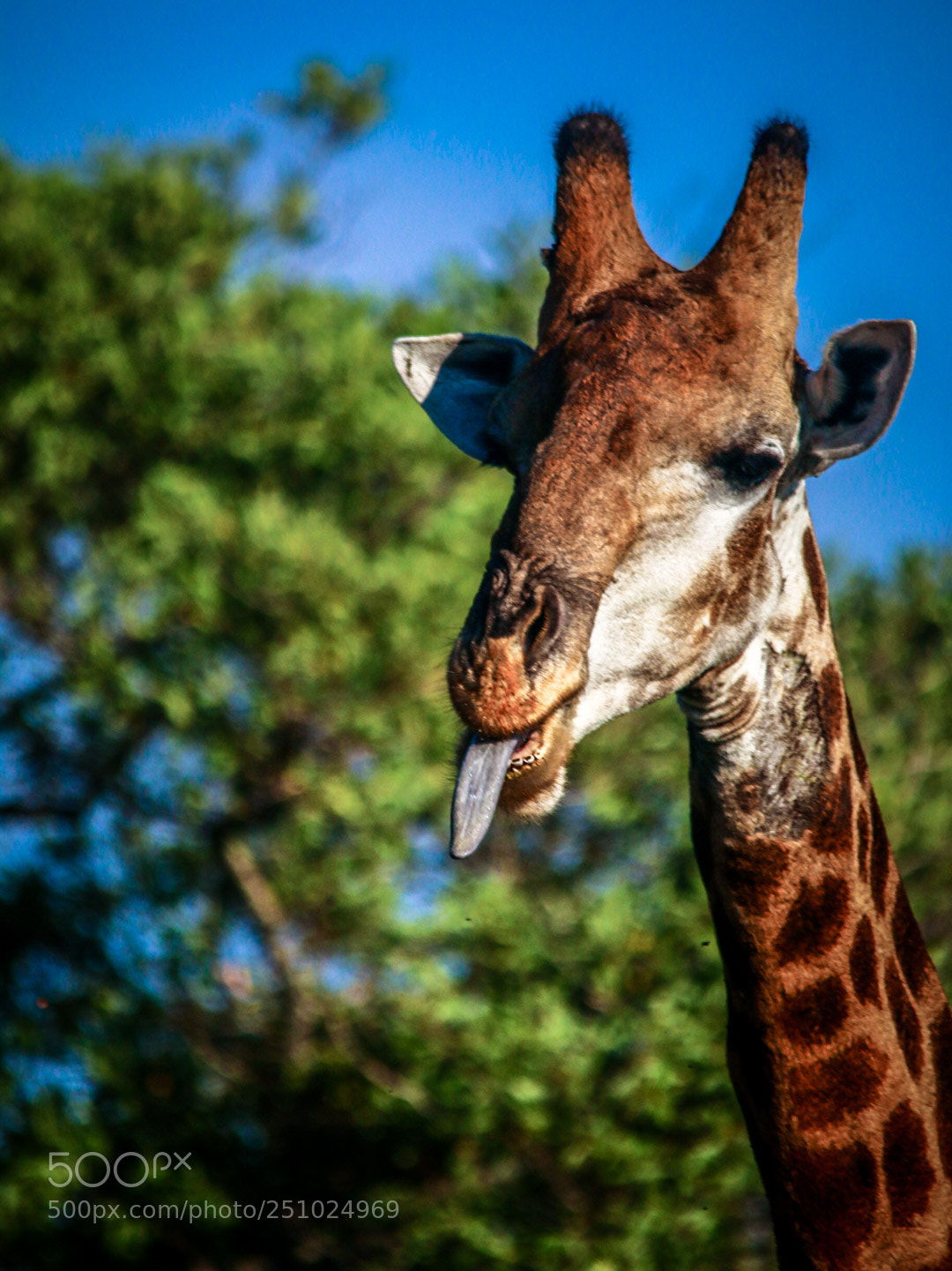 Canon EOS 70D sample photo. Giraffe sticking out tongue photography