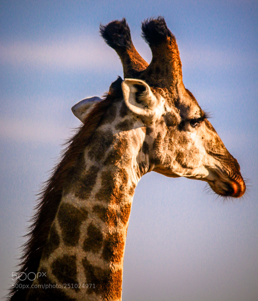 Canon EOS 70D sample photo. Giraffe with lips stylized photography