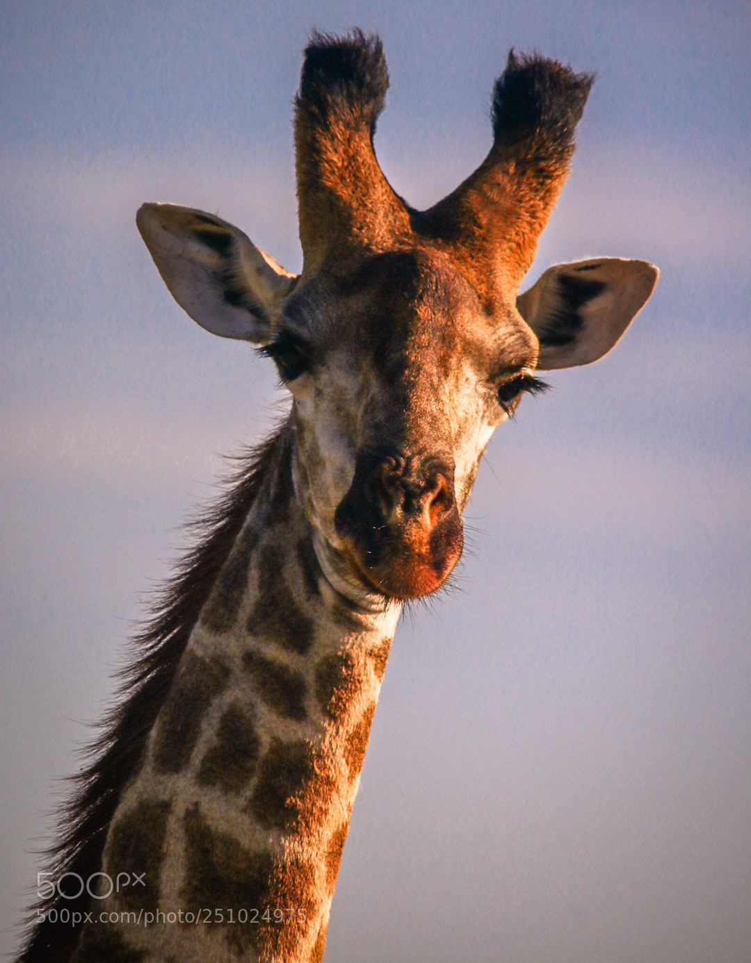 Canon EOS 70D sample photo. Giraffe with long eyelashes photography