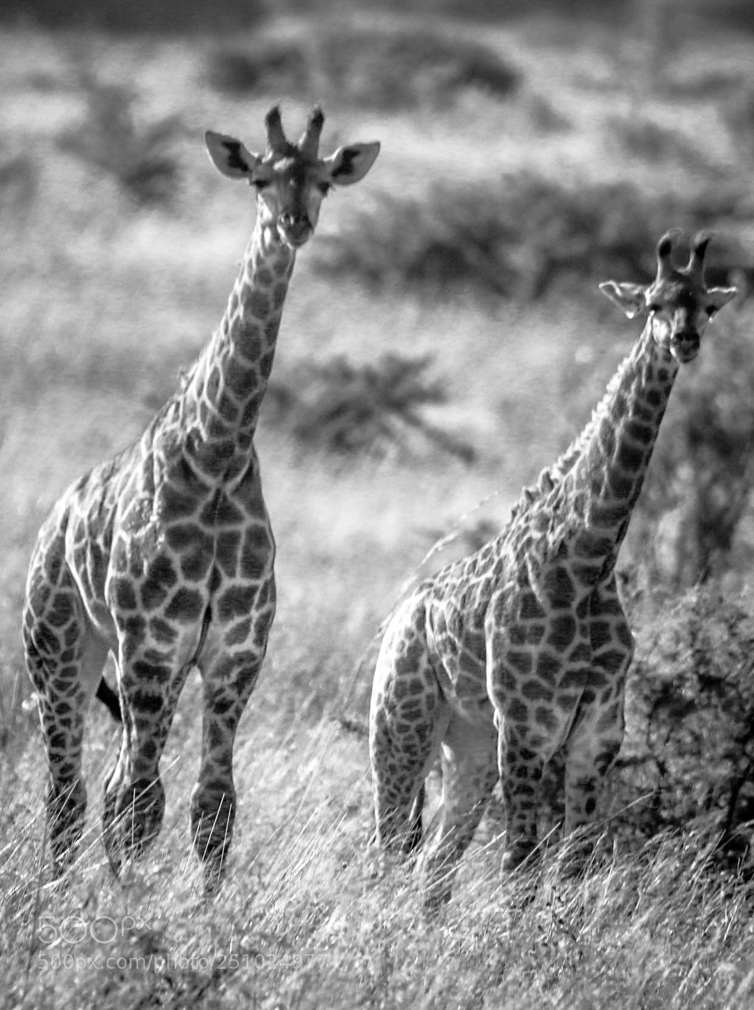 Canon EOS 70D sample photo. Inquisitve giraffe pair black photography
