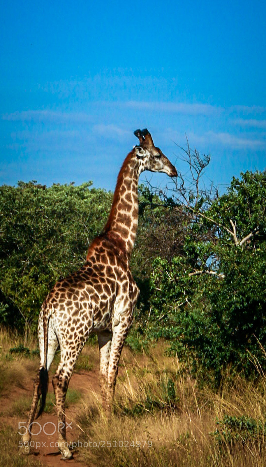 Canon EOS 70D sample photo. Side giraffe stylized photography