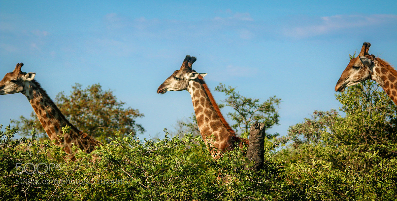Canon EOS 70D sample photo. Triplet of giraffes photography