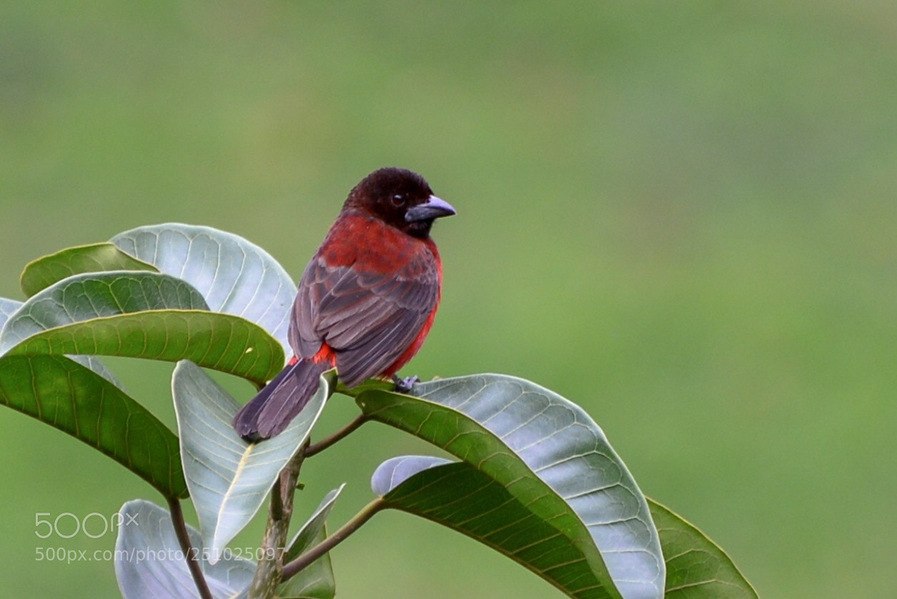 Nikon D610 sample photo. Cardenal  photography