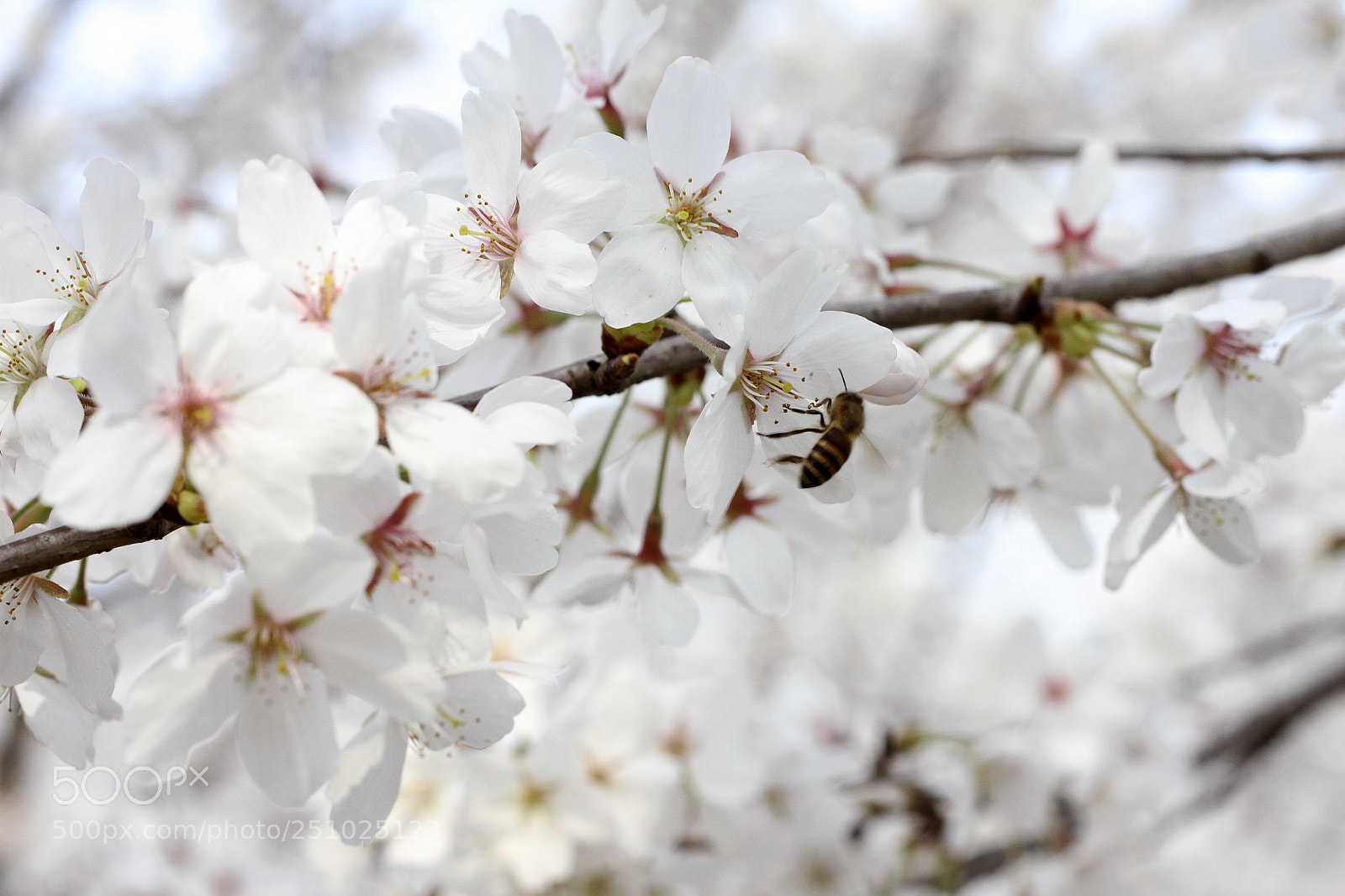 Canon EOS 7D sample photo. Bee on the sakura photography
