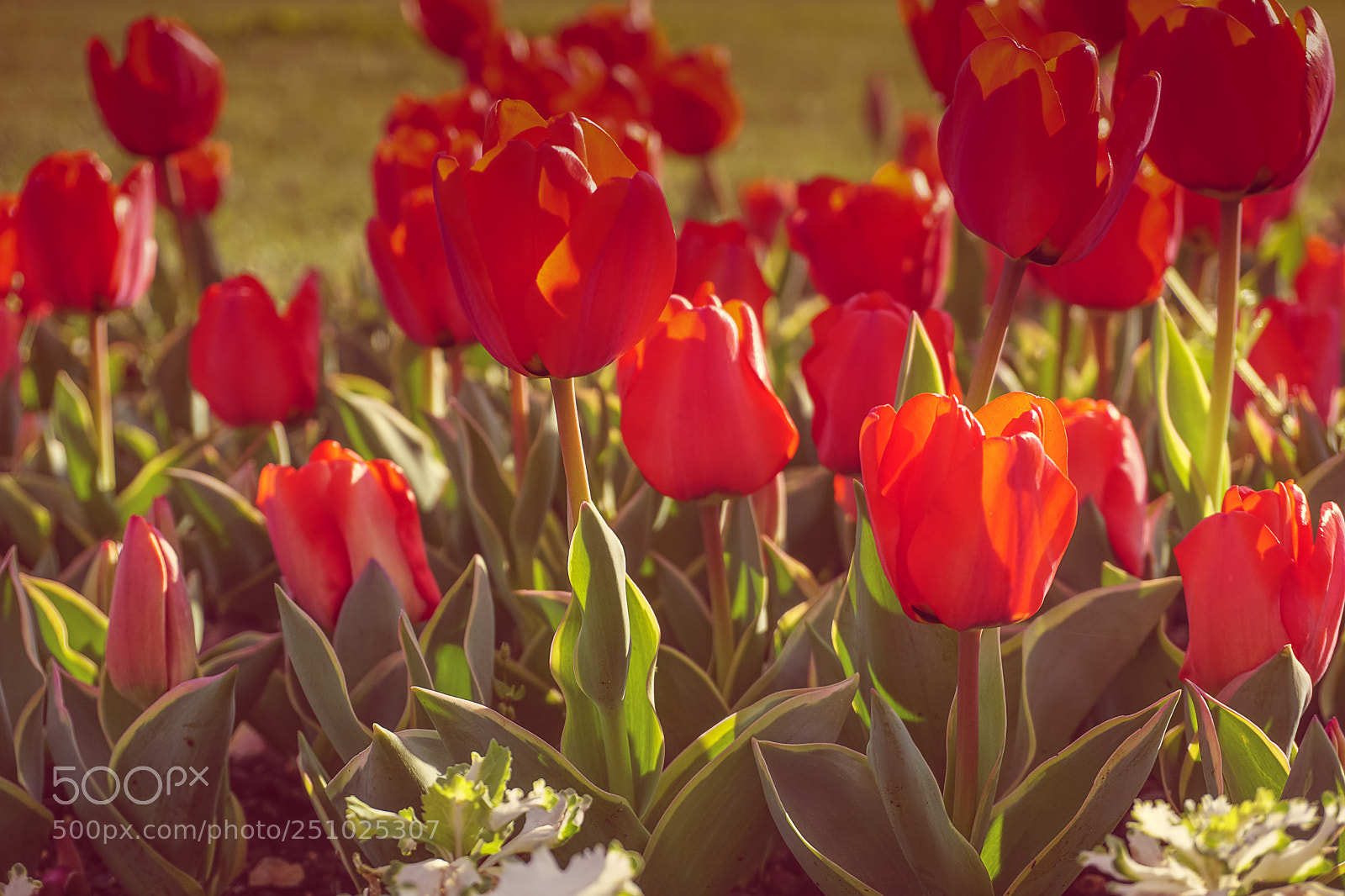 Sony a6000 sample photo. Flower photography