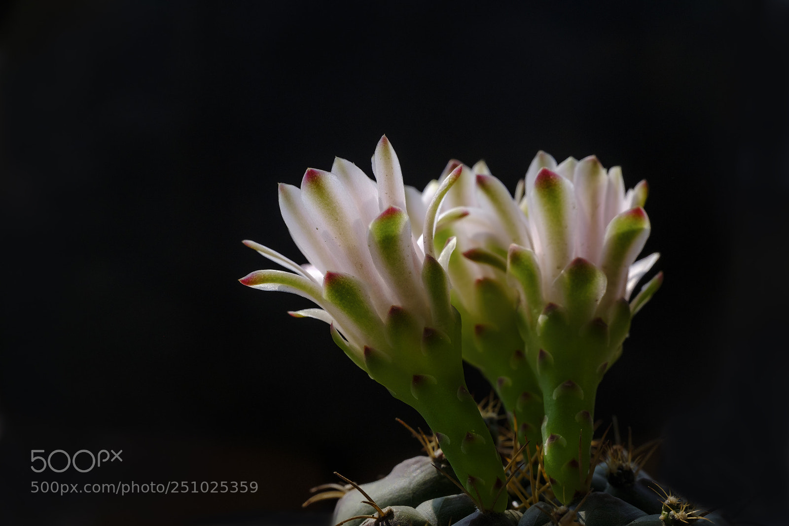 Fujifilm X-M1 sample photo. Cactus flower 2 photography