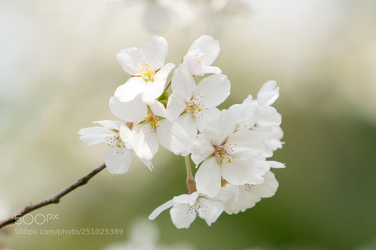 Sony a7 sample photo. Sakura #5 photography