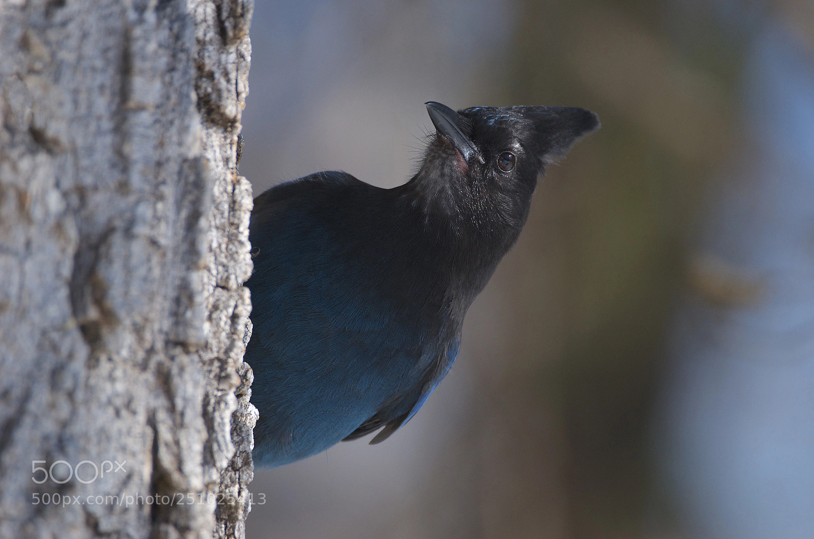 Nikon D7000 sample photo. Steller's jay photography