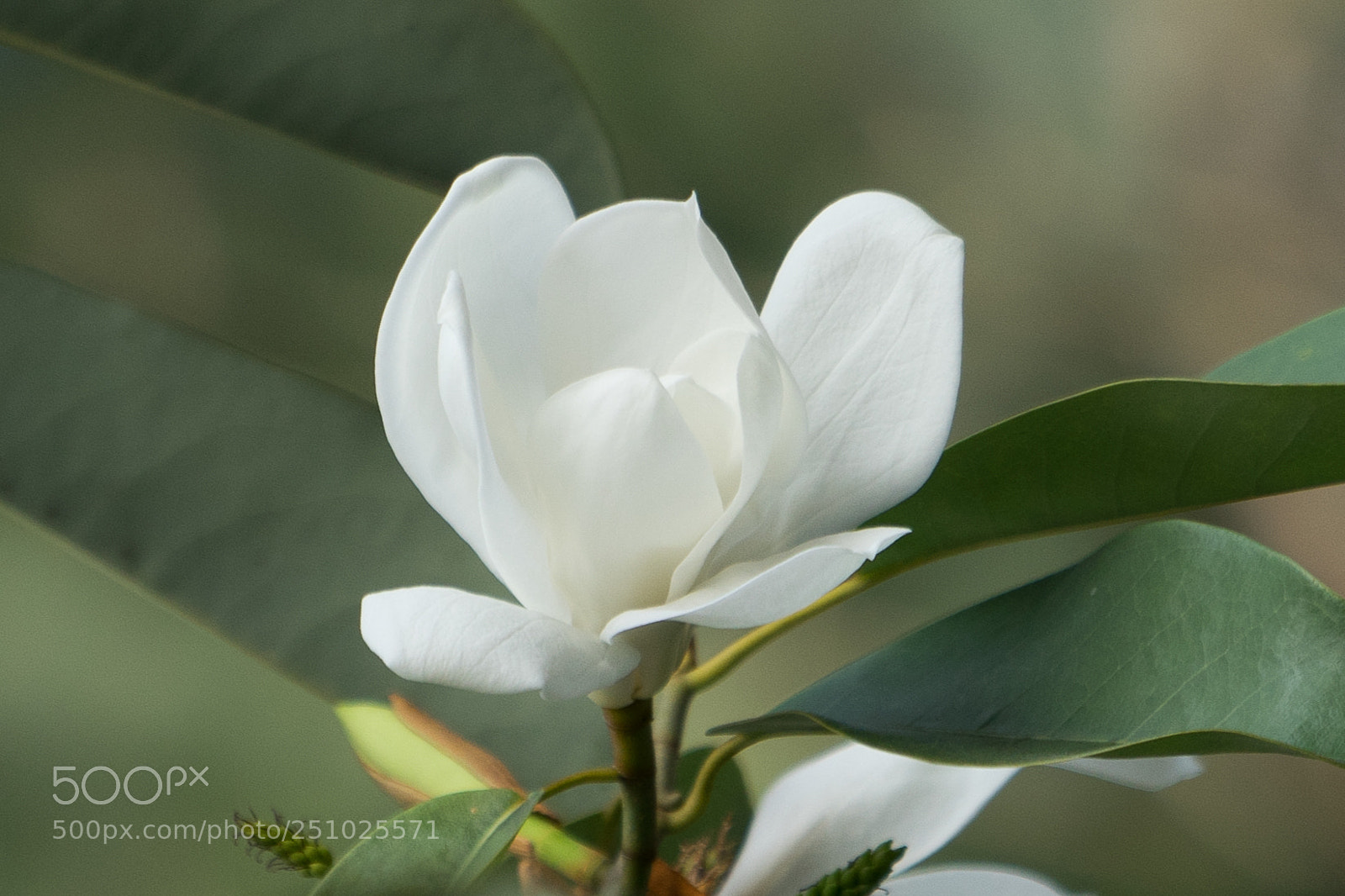Sony a7 sample photo. Pure white photography