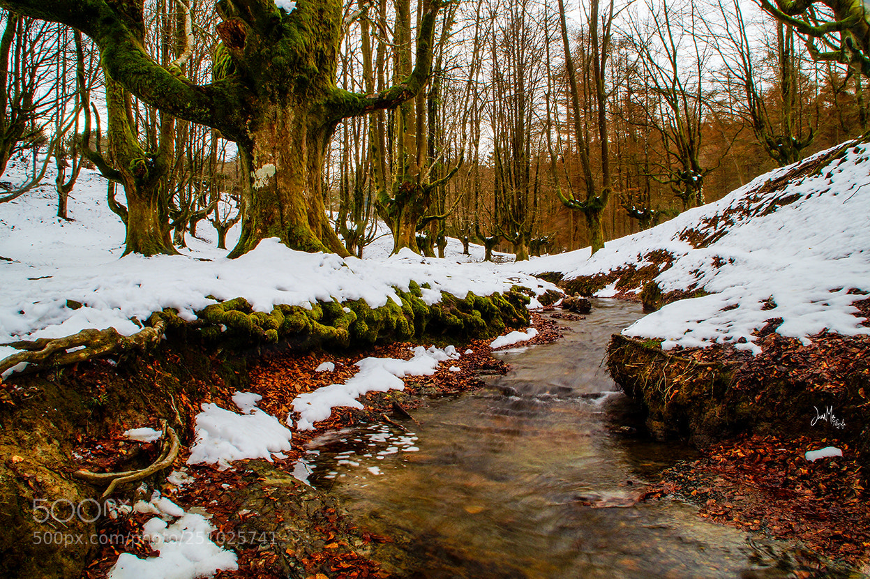 Sony SLT-A58 sample photo. Otzarreta el hayedo. photography