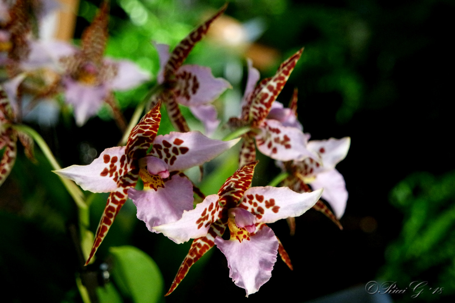 Samsung NX3300 sample photo. Nice orchid photography
