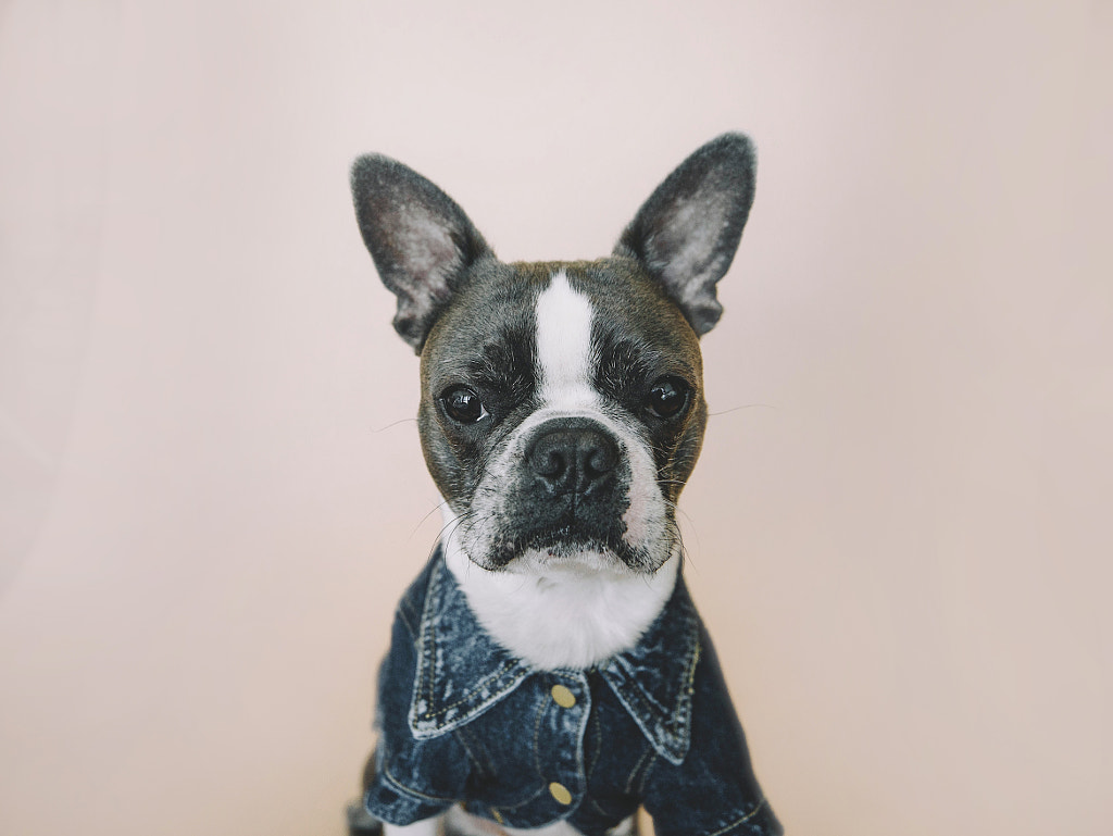 Carl the Dog in the Fog by Comet West on 500px.com