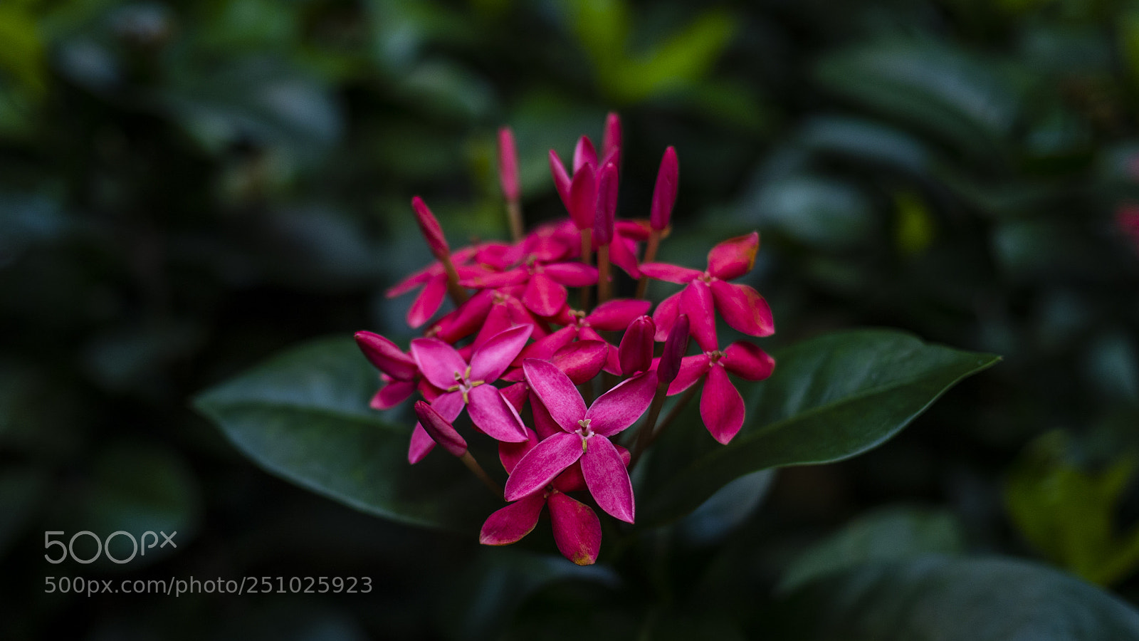 Olympus OM-D E-M10 II sample photo. Javanese ixora photography