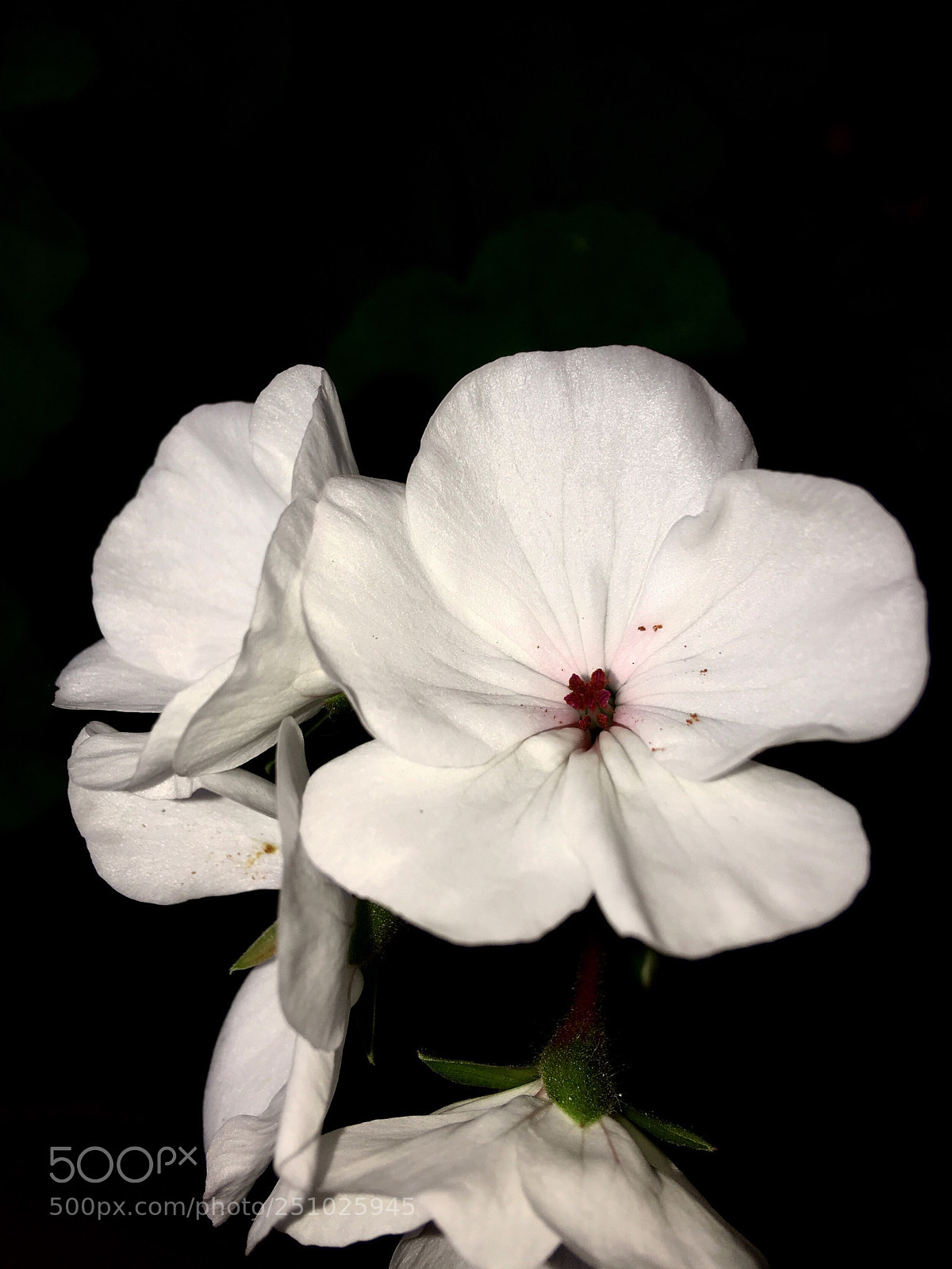 Apple iPhone 6s Plus sample photo. Untitled photography