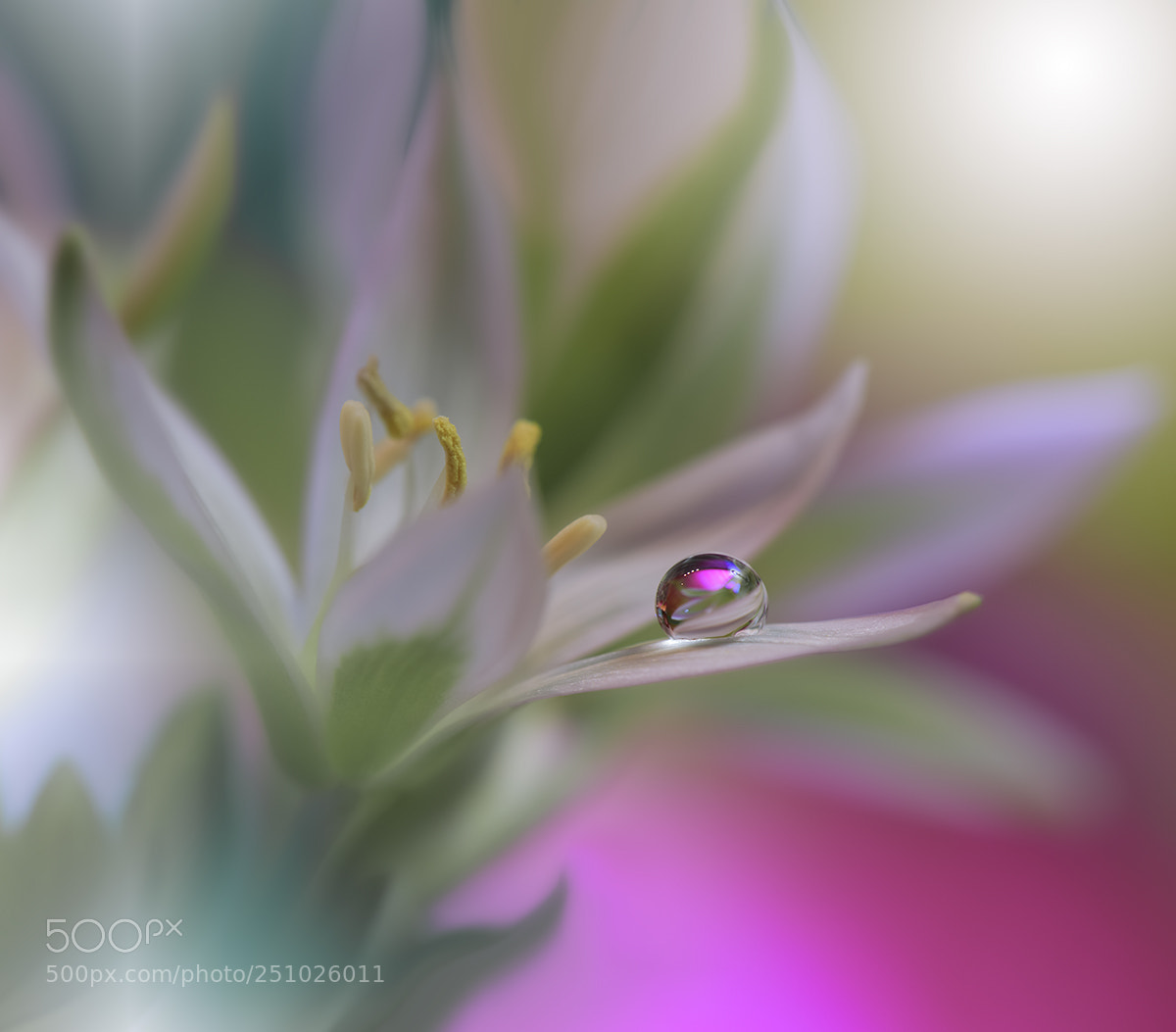 Nikon D810 sample photo. Silent soul.. photography