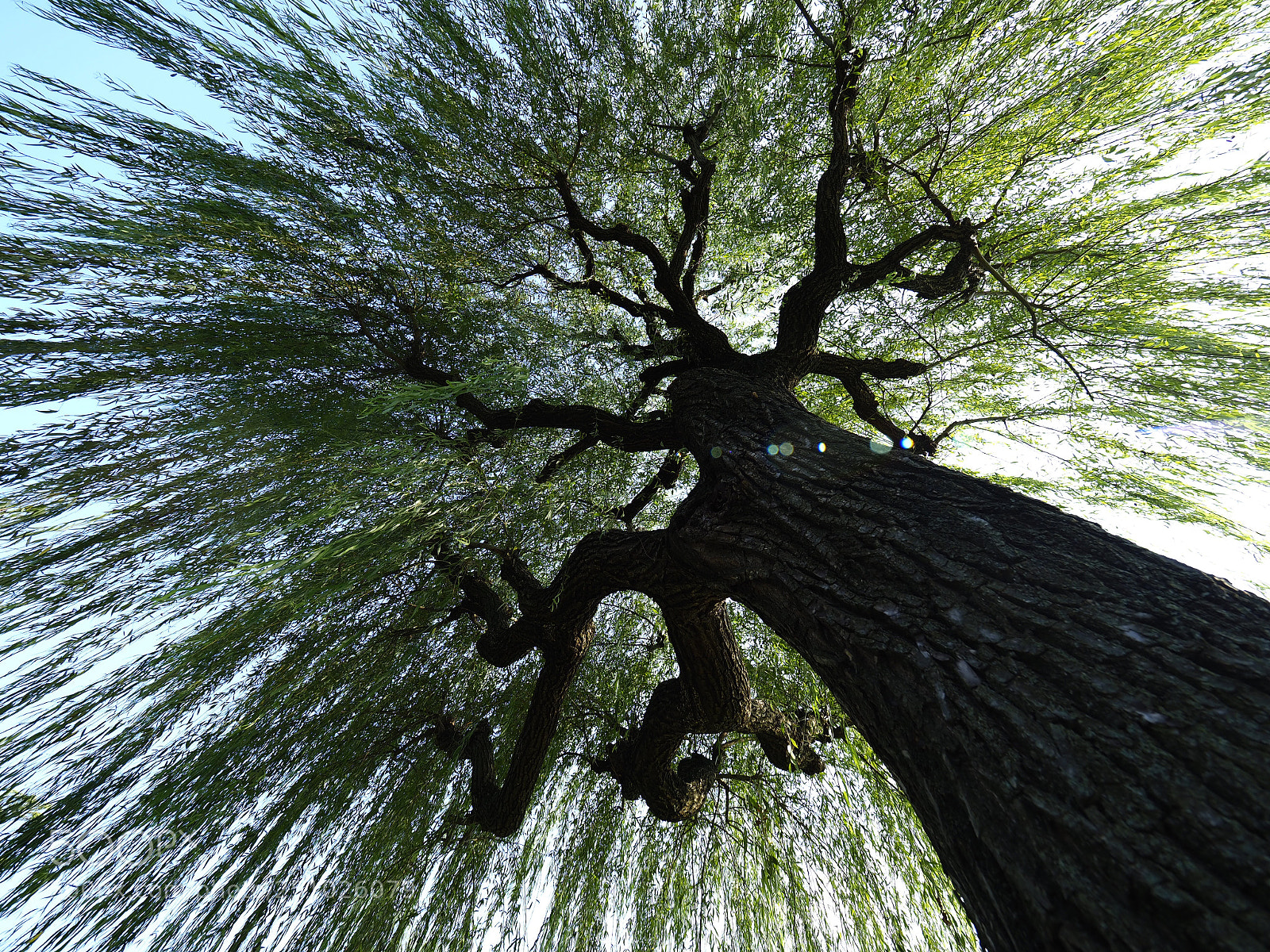 Olympus OM-D E-M1 Mark II sample photo. Beautiful tree photography