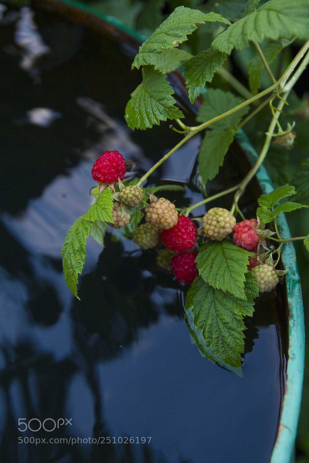 Canon EOS 550D (EOS Rebel T2i / EOS Kiss X4) sample photo. Branch with a raspberry photography