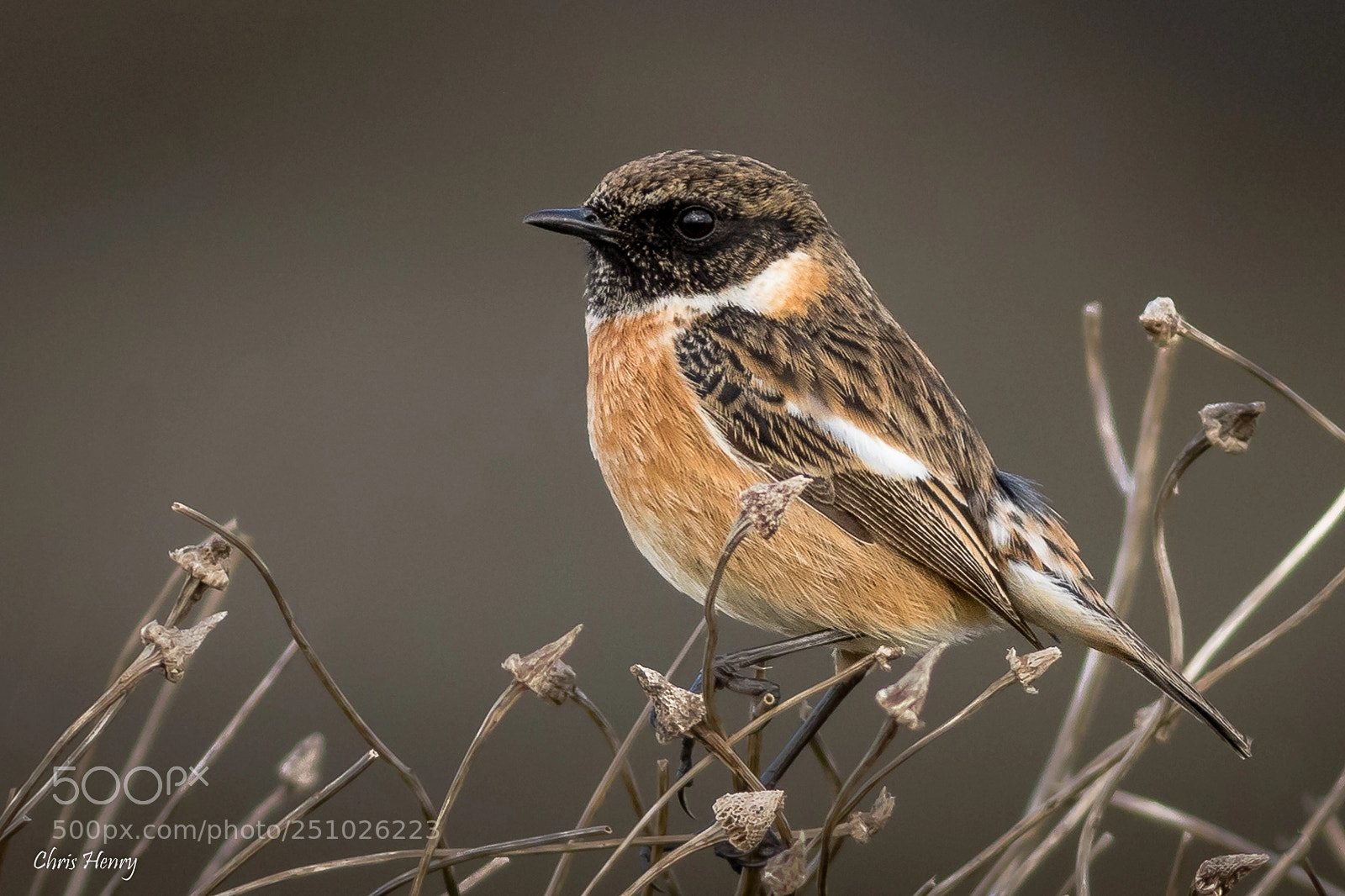 Canon EOS 7D Mark II sample photo. Stonechat photography