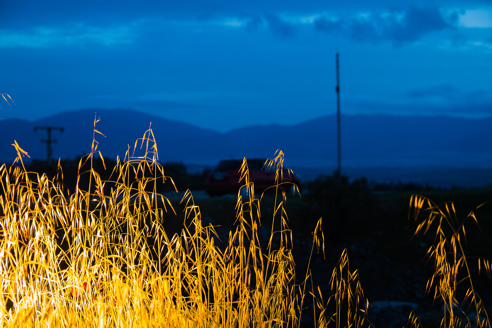 Canon EOS 70D sample photo. Shiny grasses photography