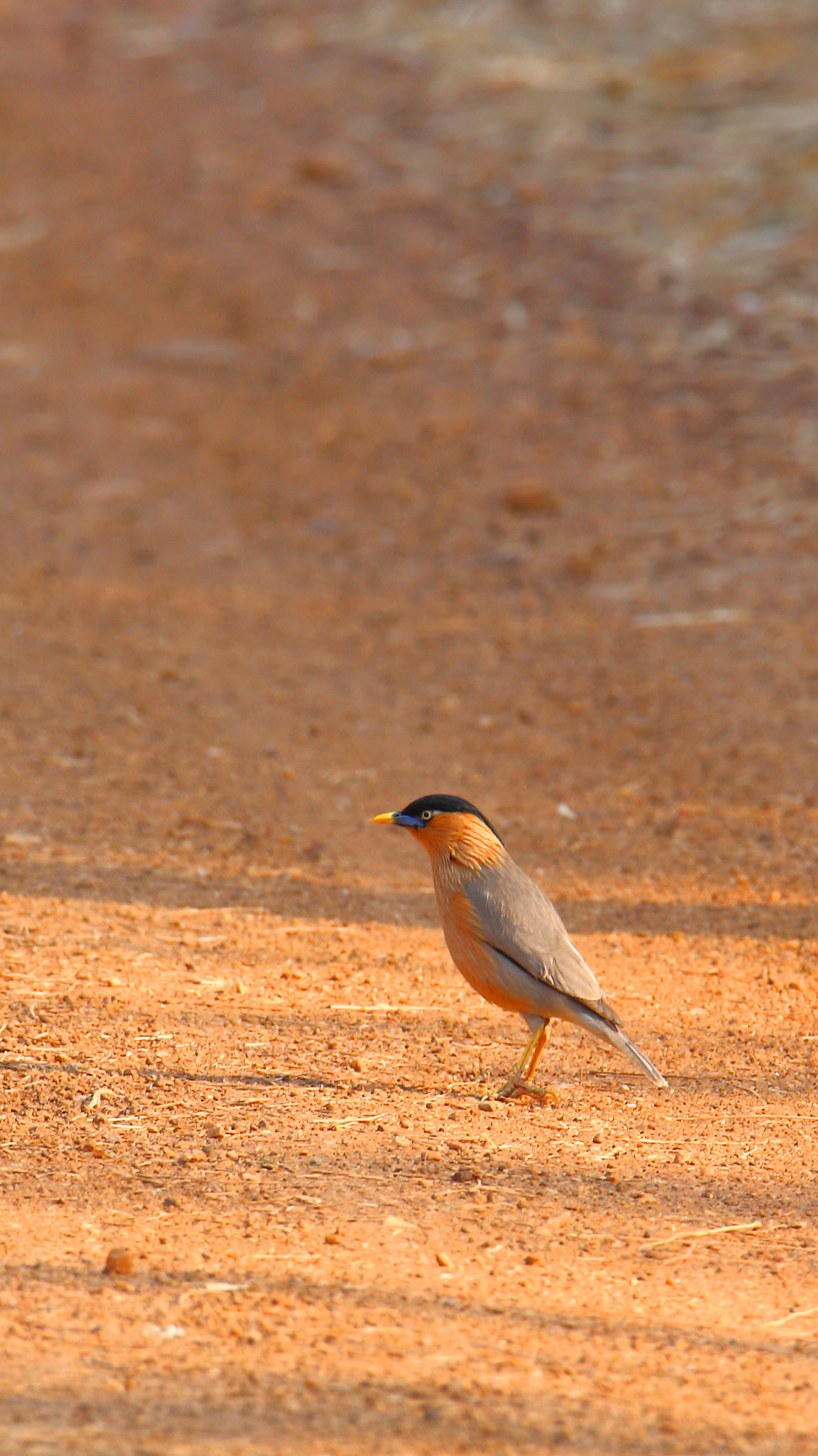 Canon EOS 70D + Canon EF 100-400mm F4.5-5.6L IS II USM sample photo. Brahminy starling photography
