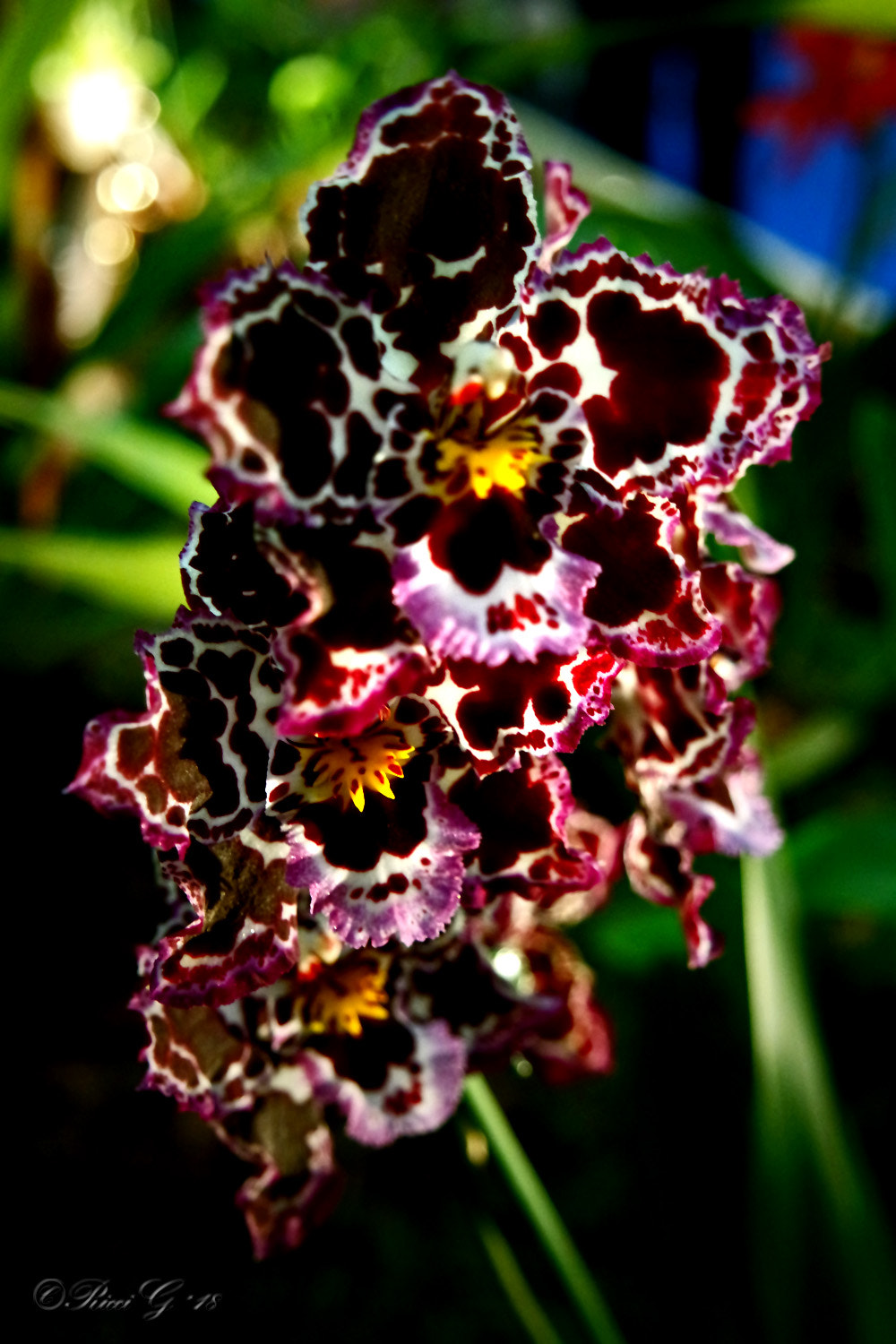 Samsung NX3300 sample photo. Orchid photography