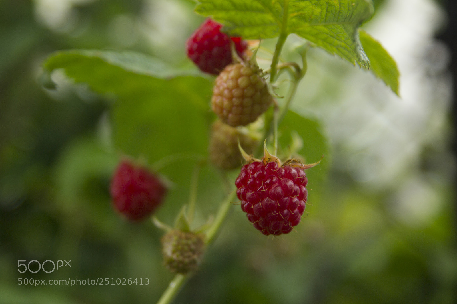 Canon EOS 550D (EOS Rebel T2i / EOS Kiss X4) sample photo. Ripe raspberries in the photography