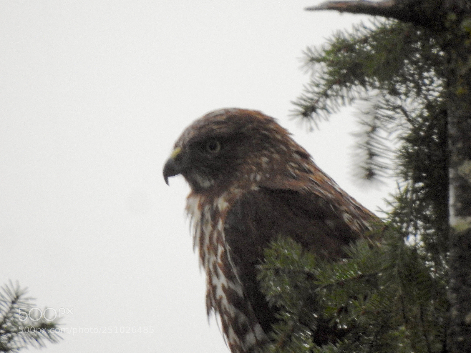 Nikon Coolpix P900 sample photo. Red-tailed hawk photography