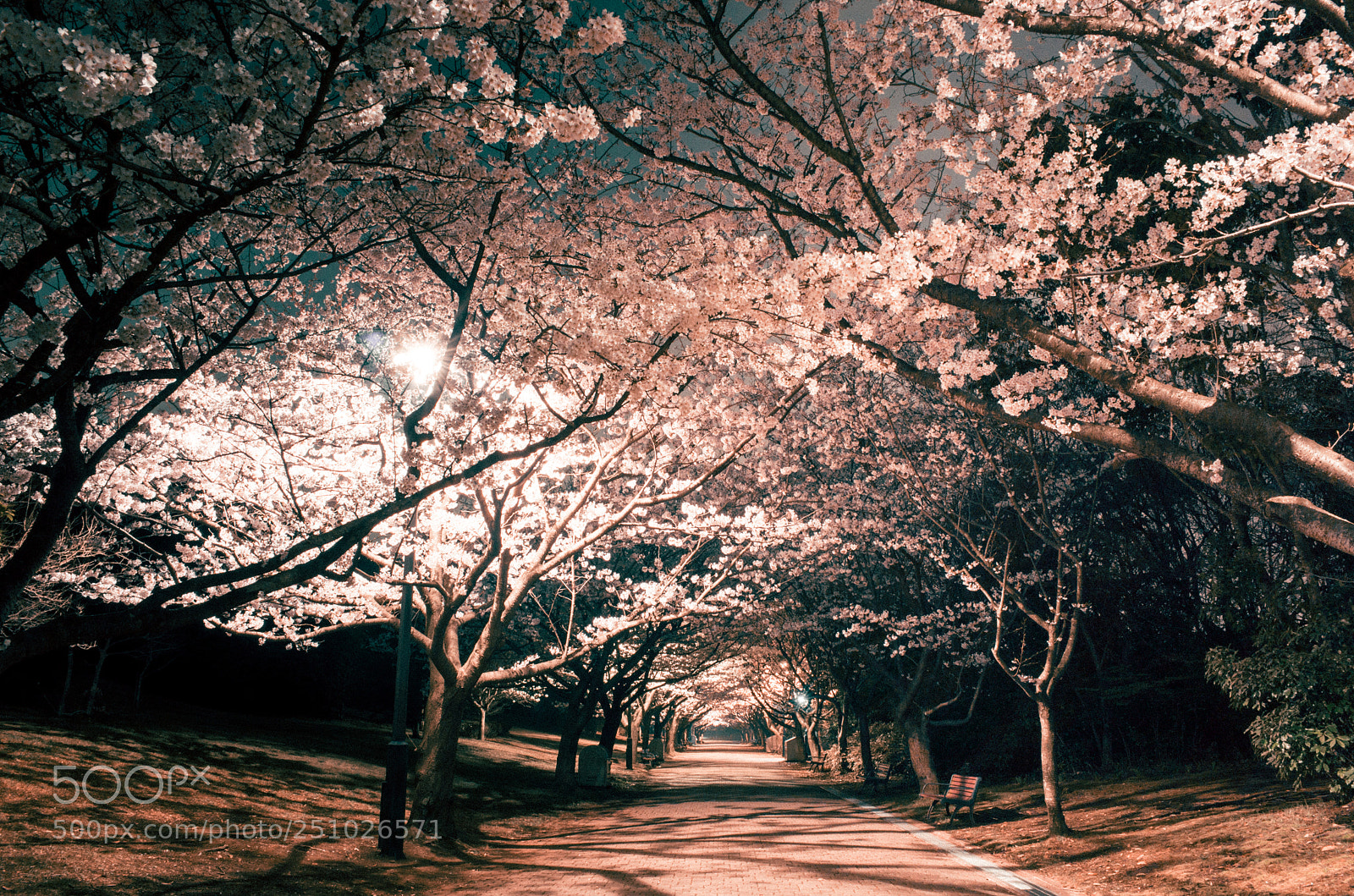 Ricoh GR sample photo. Spring photography