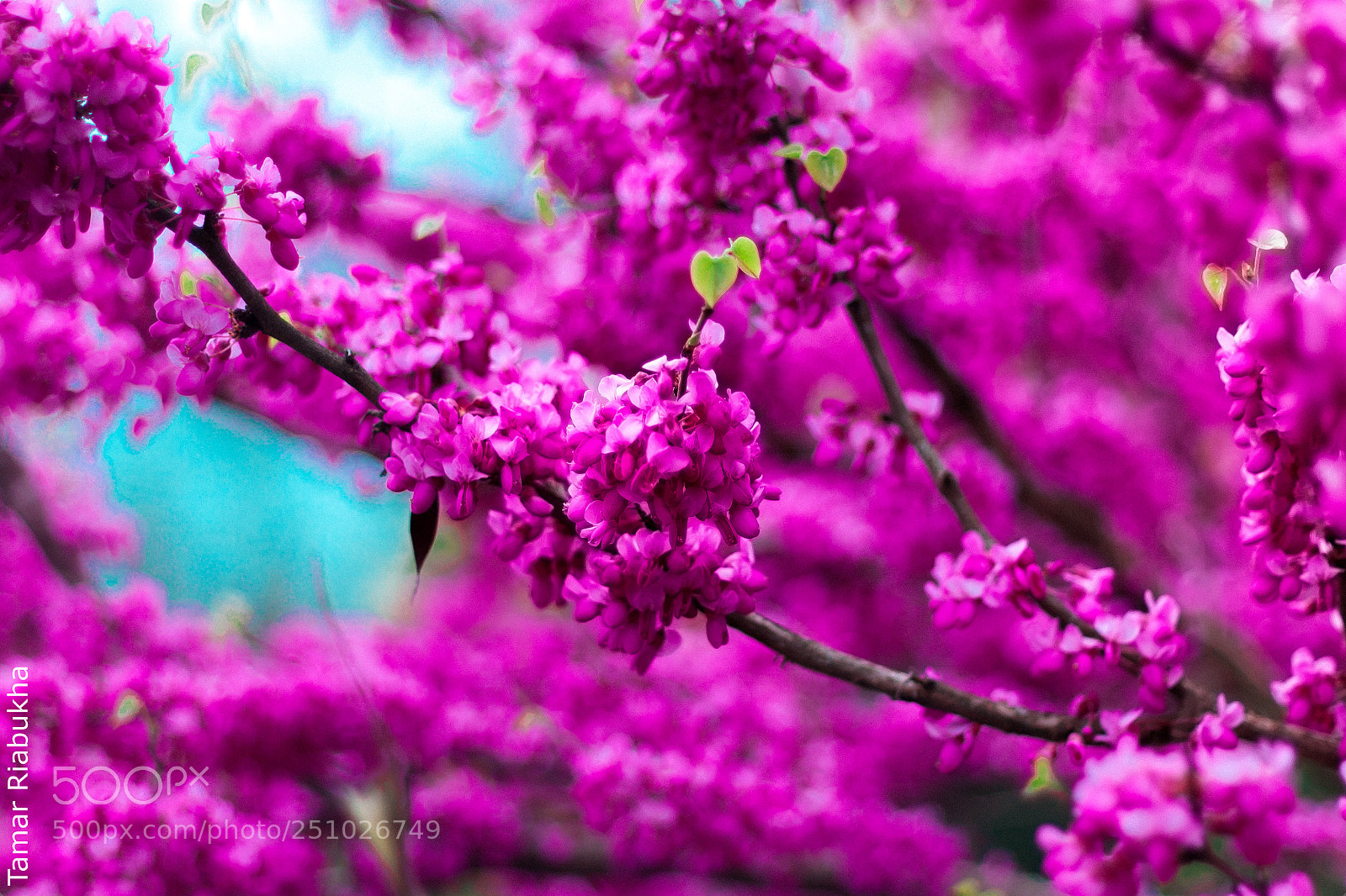 Canon EOS 500D (EOS Rebel T1i / EOS Kiss X3) sample photo. Spring.... photography