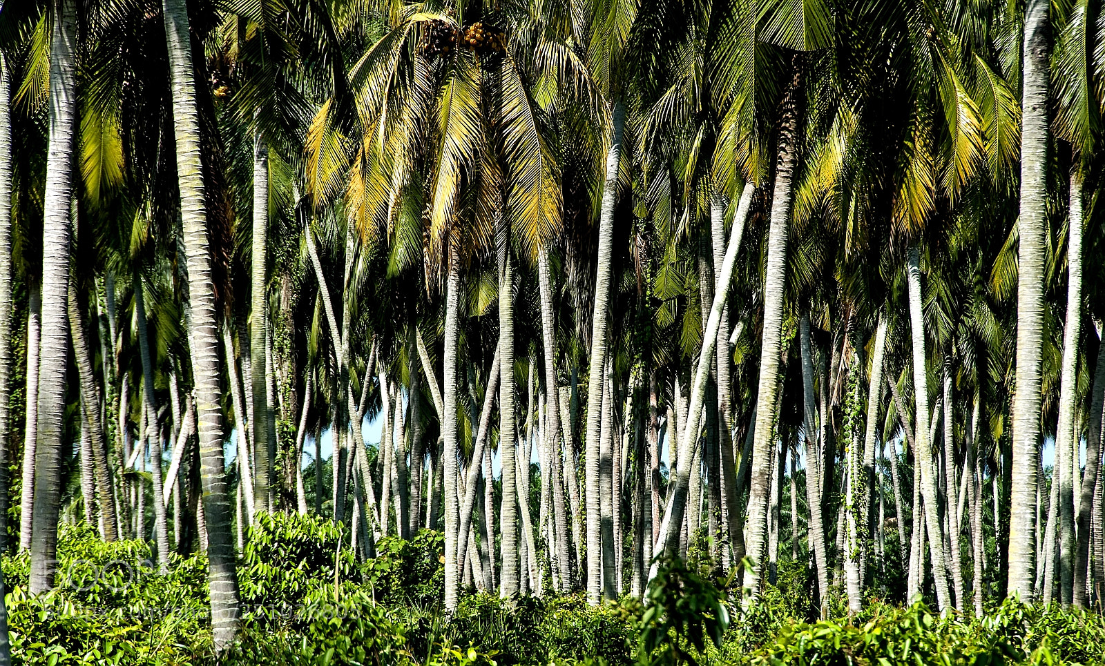 Nikon D90 sample photo. Coconut tree photography
