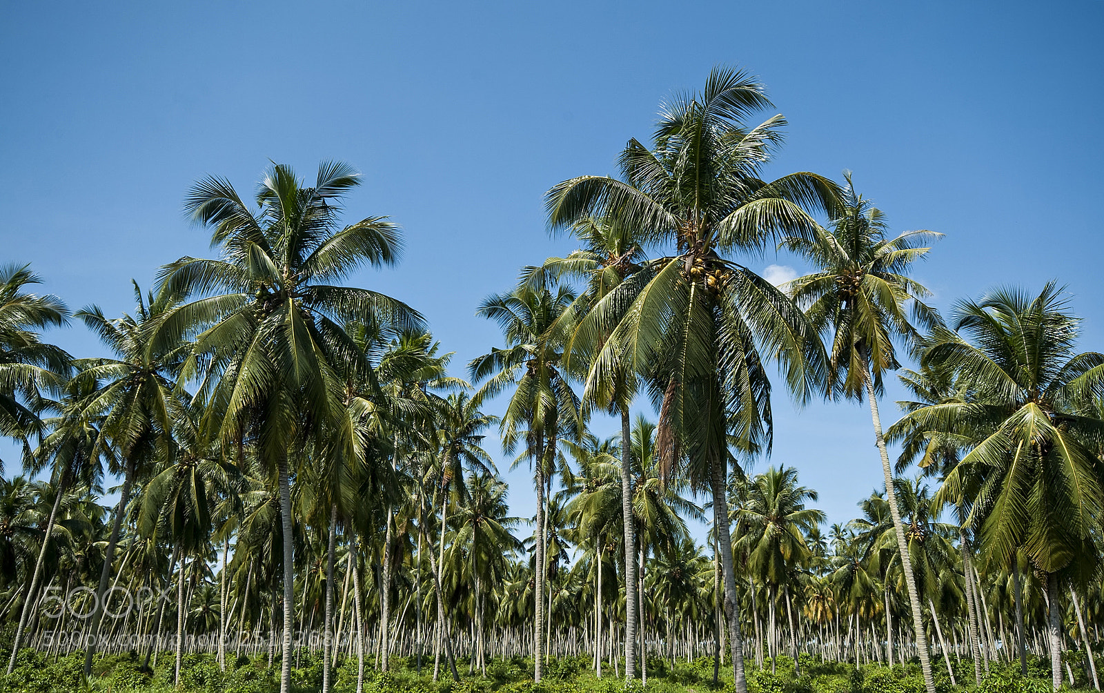 Nikon D90 sample photo. Coconut tree with beautiful photography
