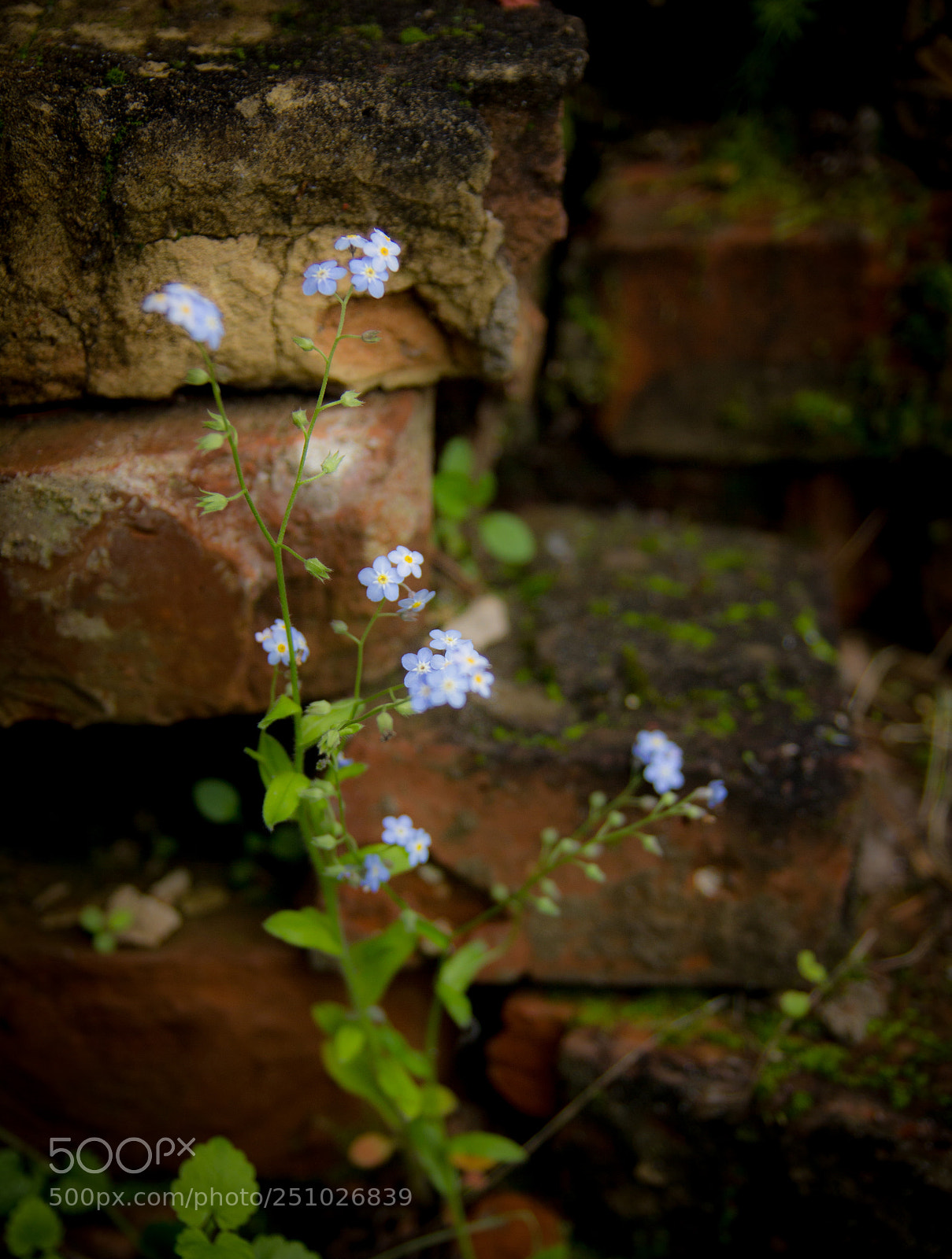 Canon EOS 550D (EOS Rebel T2i / EOS Kiss X4) sample photo. Forgetmenot flowers on a photography