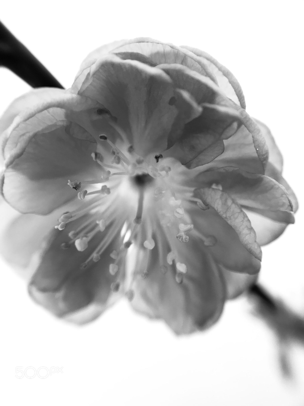 Apple iPhone 7 sample photo. Mandelblüte photography