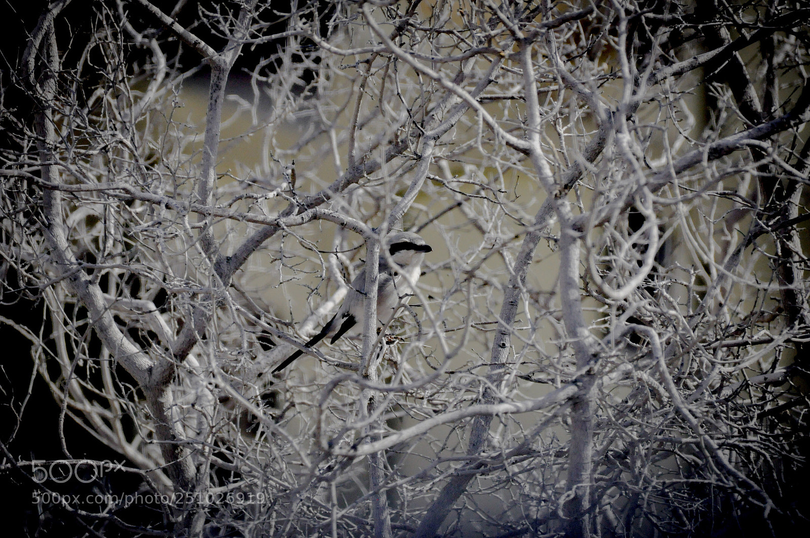 Nikon D90 sample photo. Untitled photography