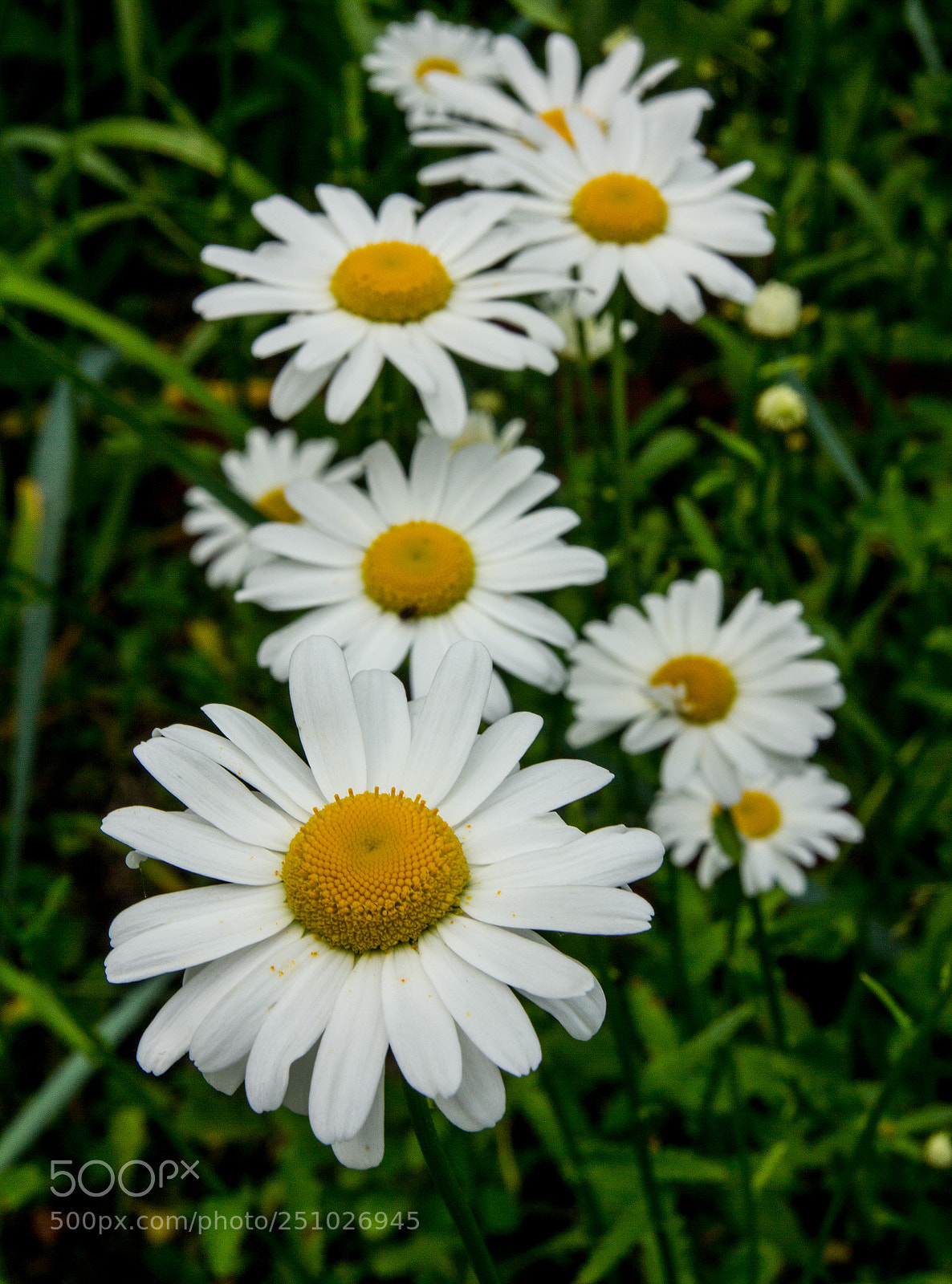 Canon EOS 550D (EOS Rebel T2i / EOS Kiss X4) sample photo. Chamomile flowers photography